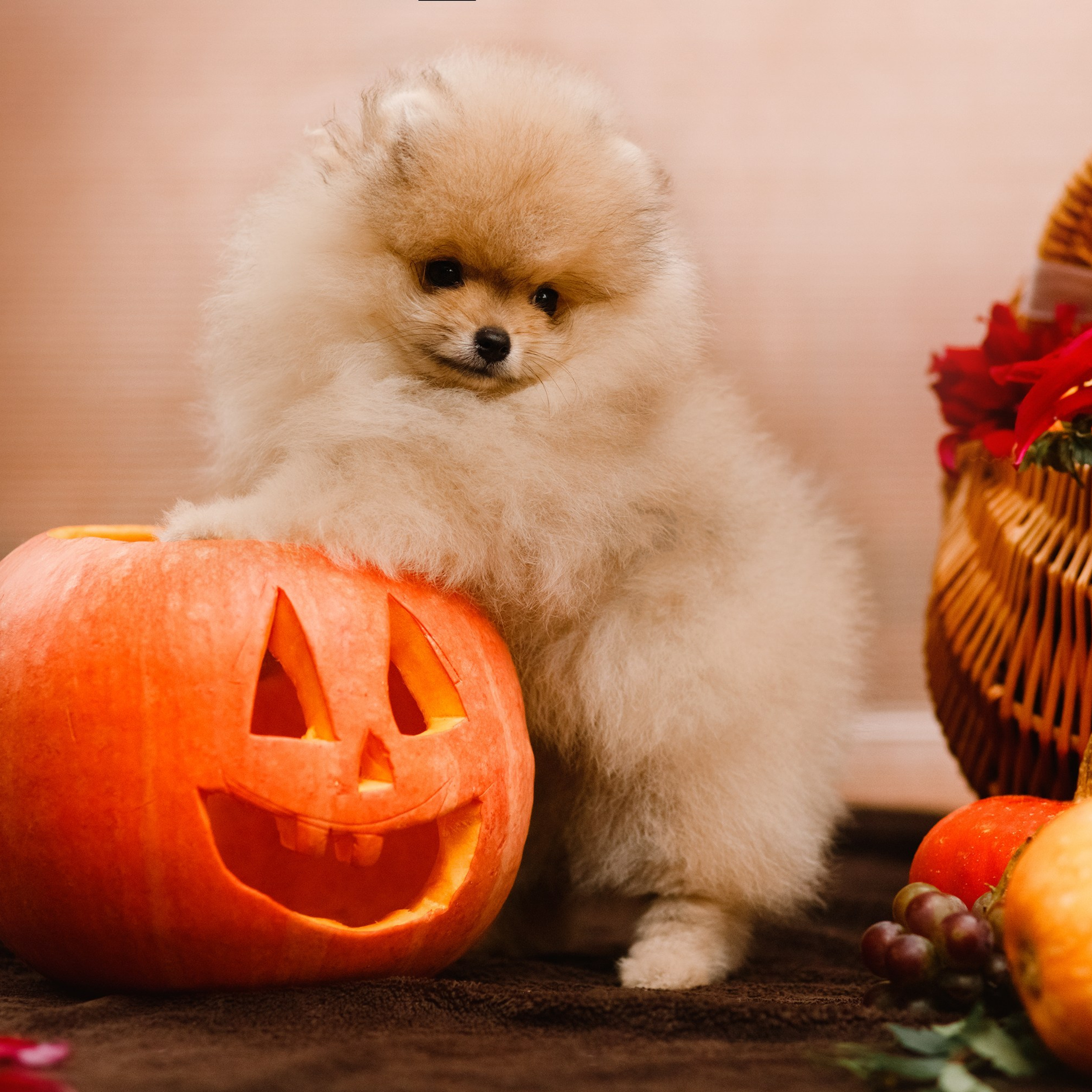 Halloween spitz puppies