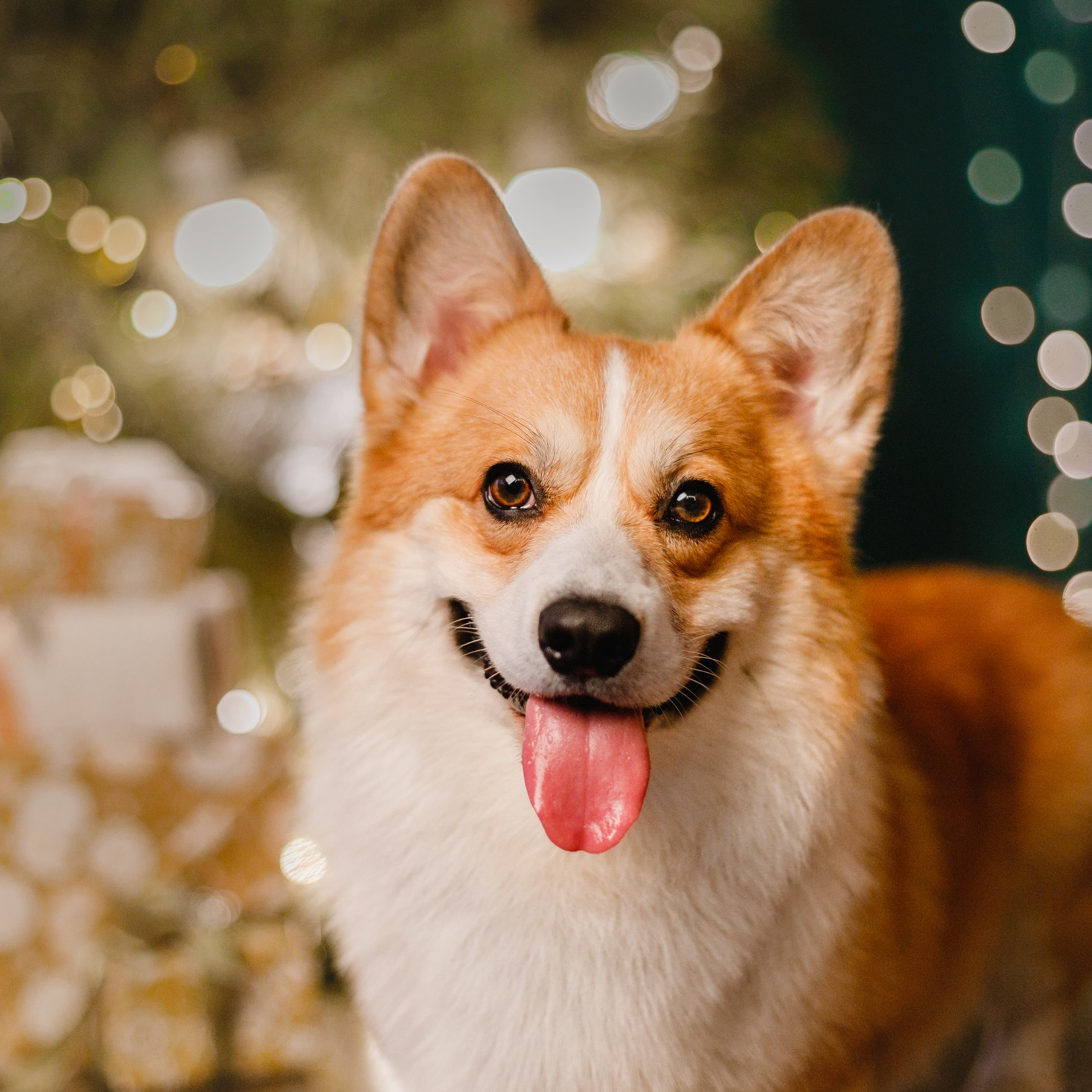 New Year corgis in studio