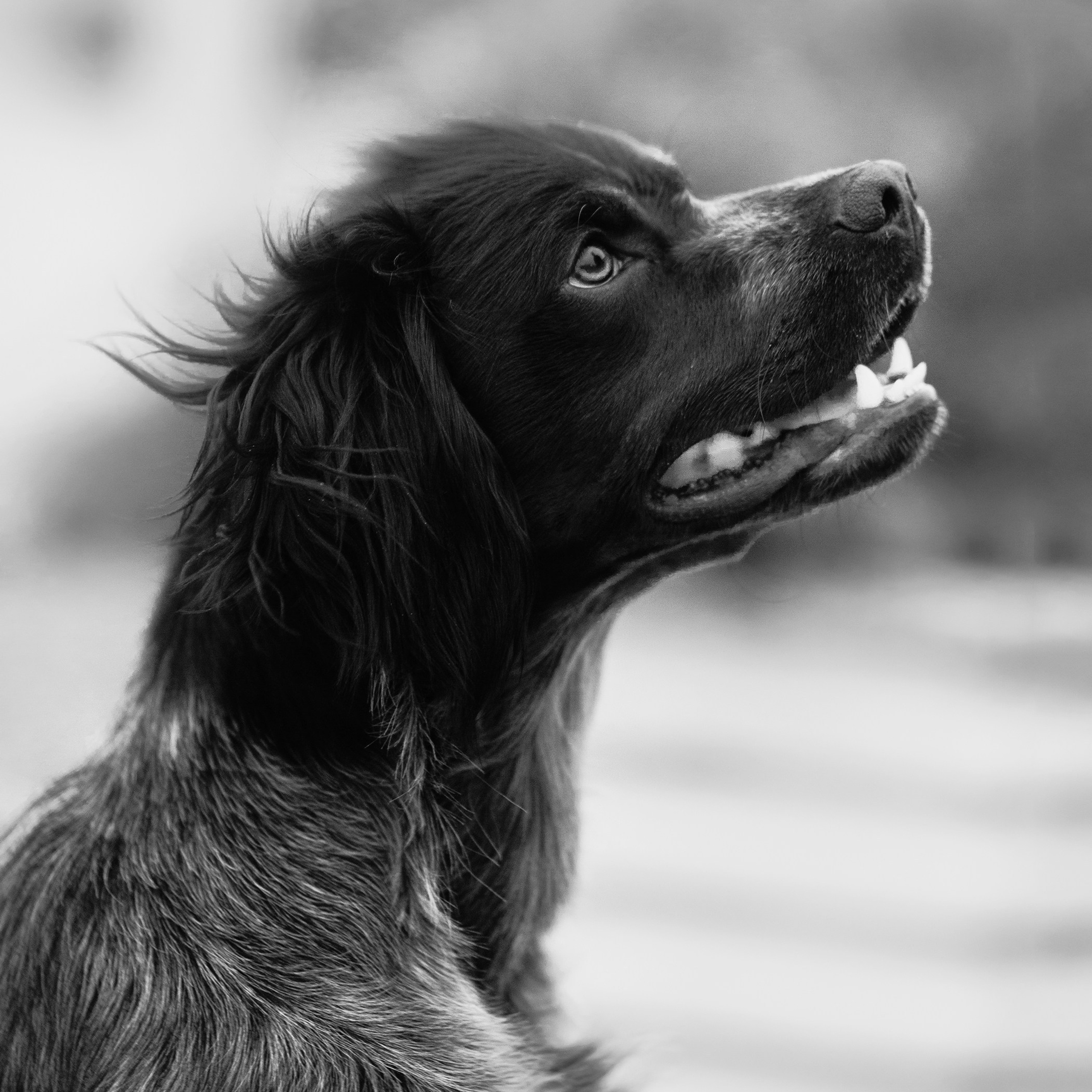 Autumn photo day for dog handler