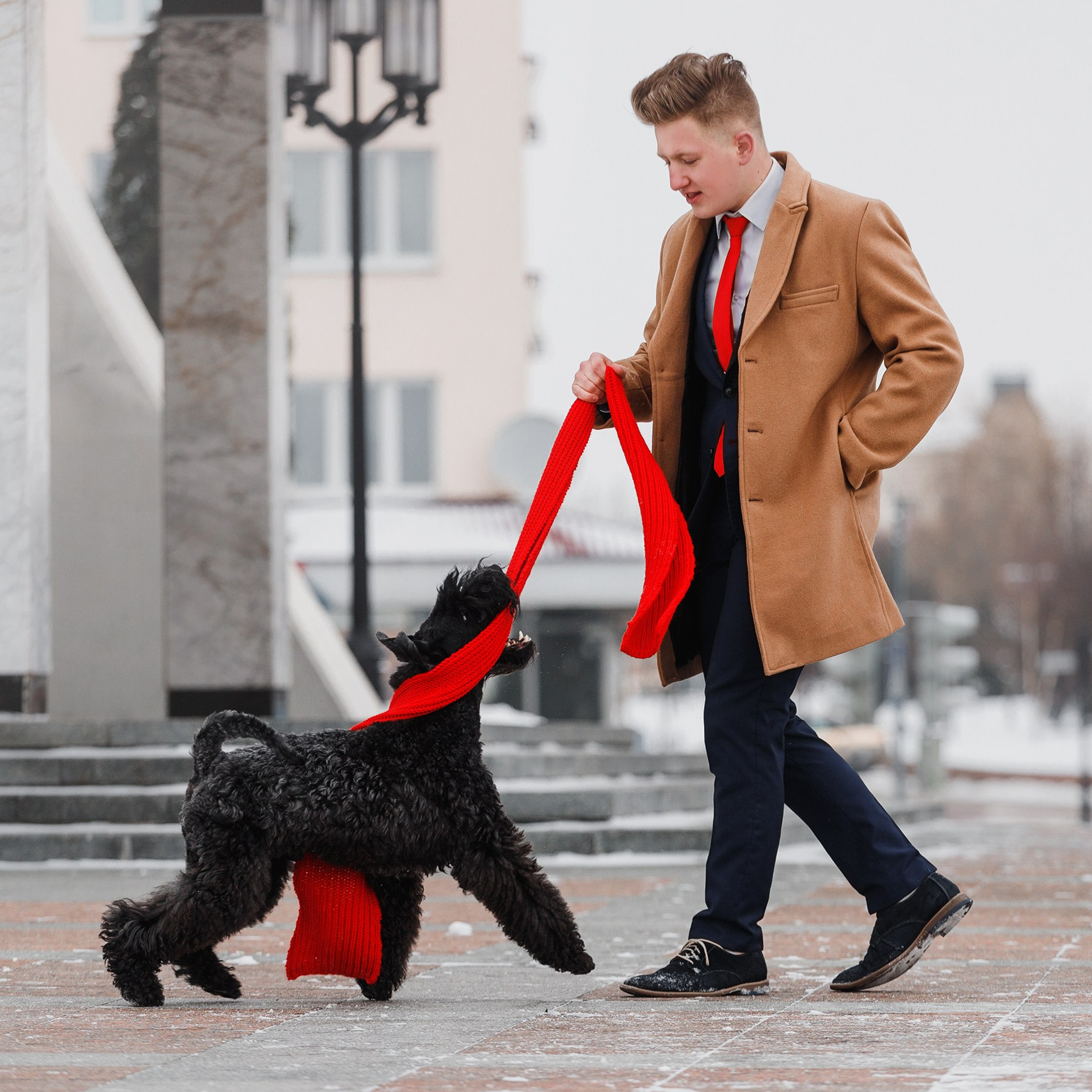 Kerry blue terrier & italian spinone