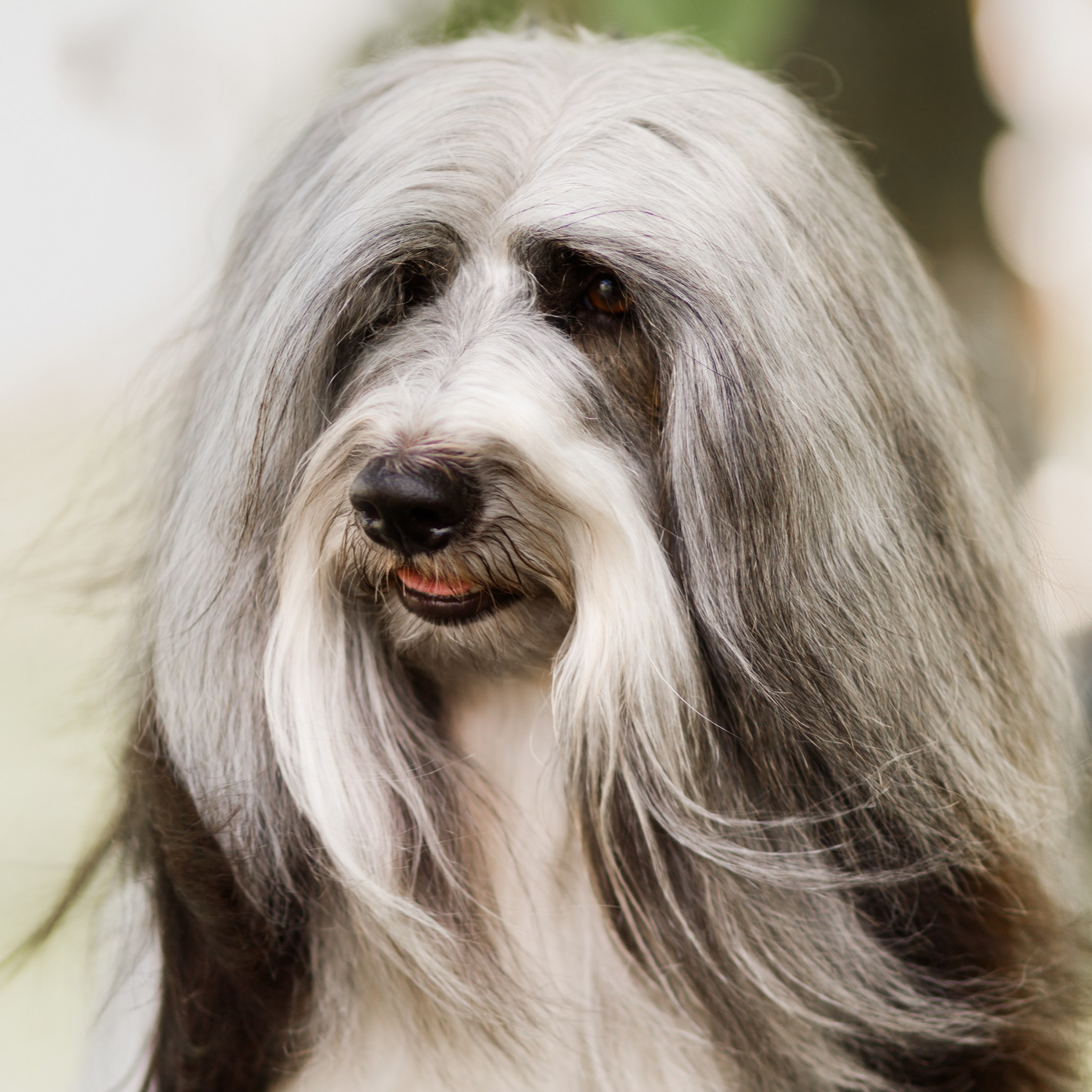 Dog shows | the best ones