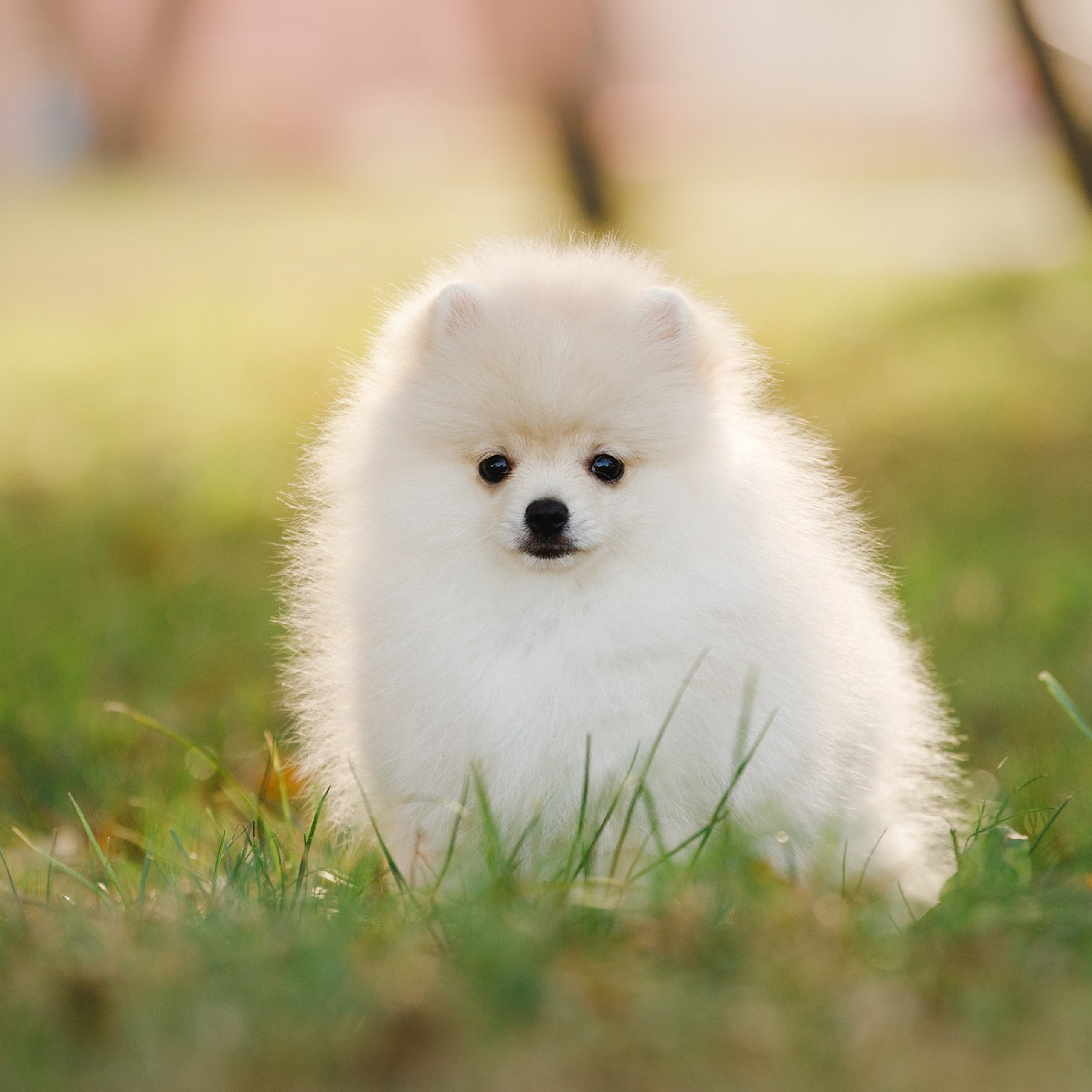 Little spitz