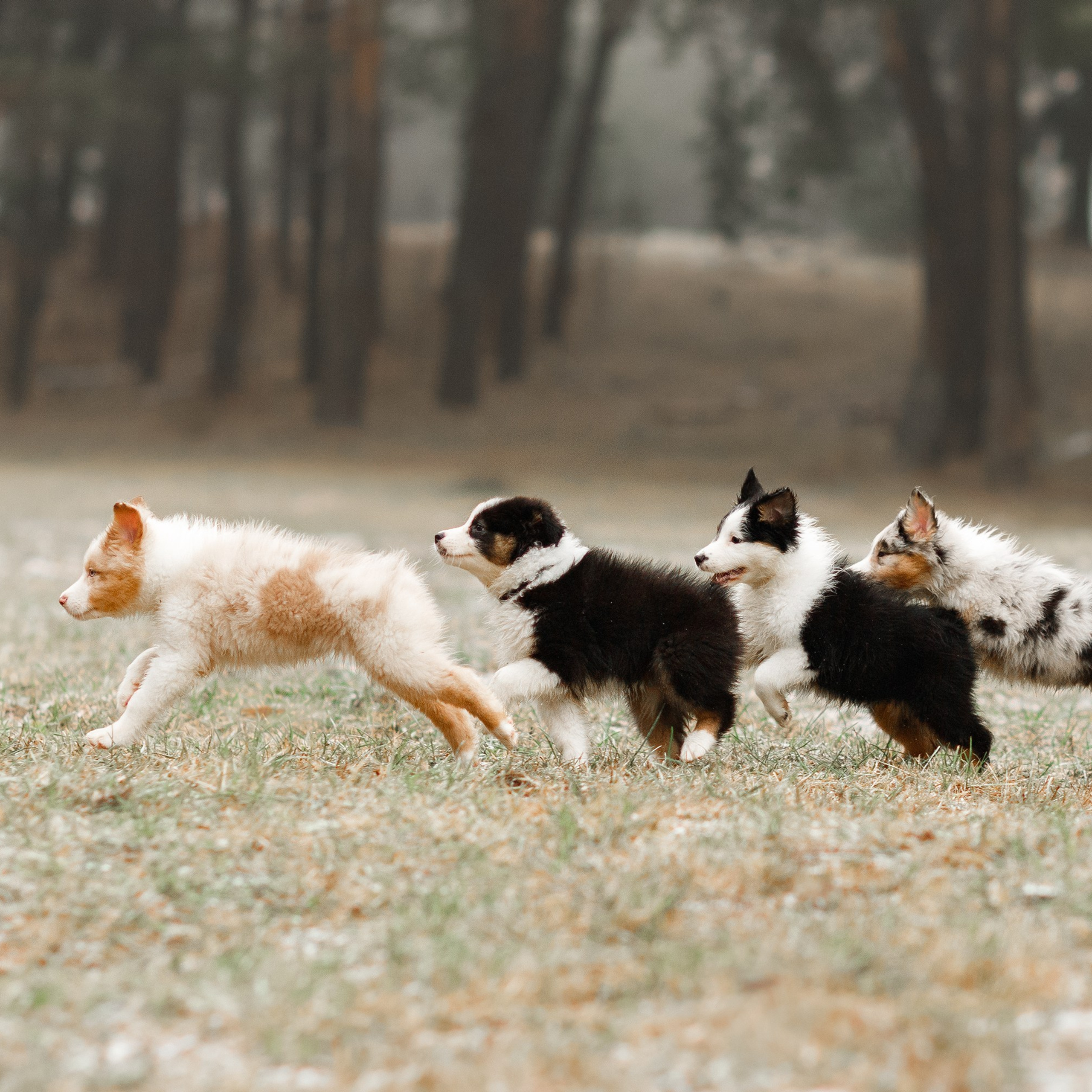 Pack of aussie puppies