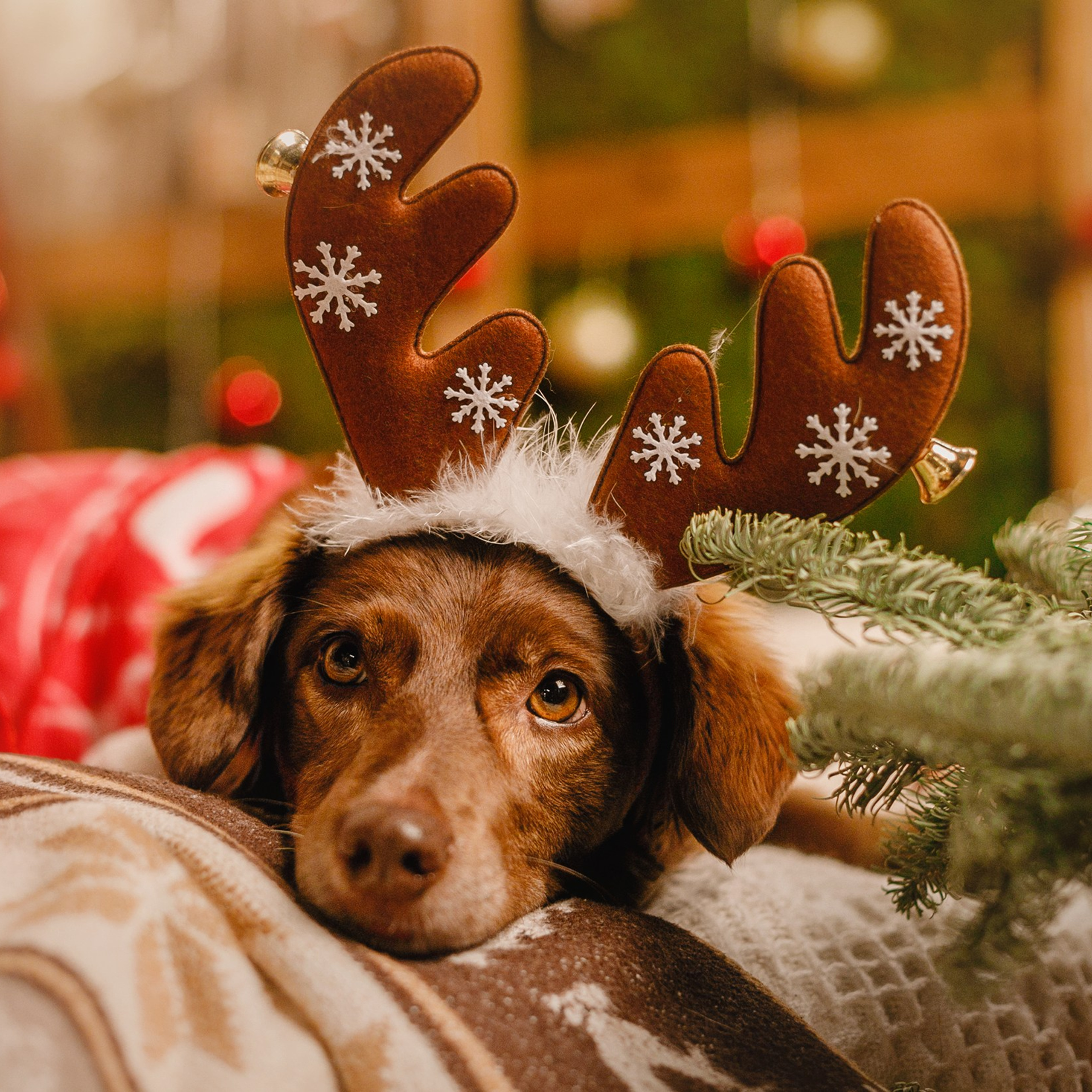 Lana, Edgar and Mucha | new year studio