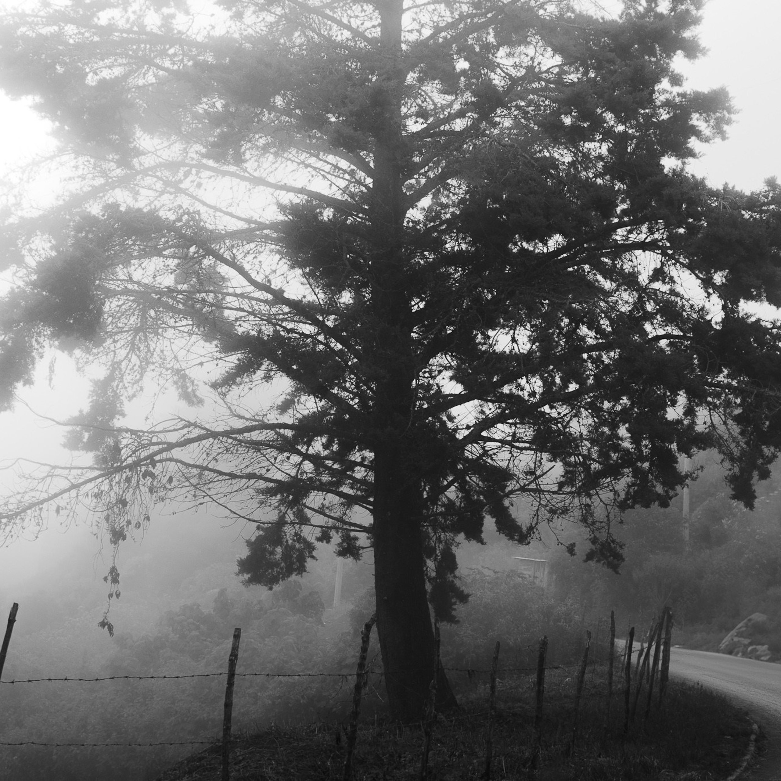 Bosques de San Cristóbal. 2025.