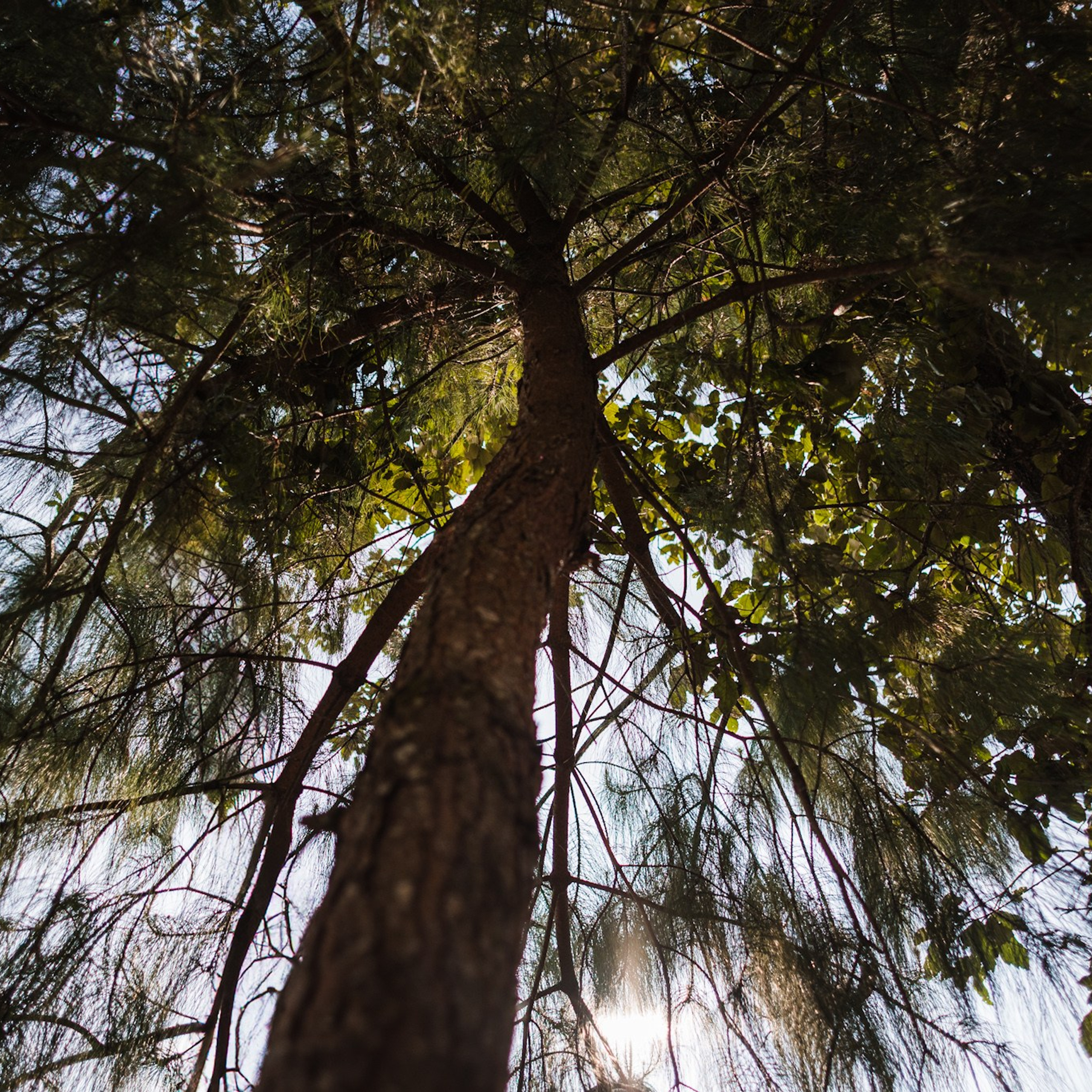 Bosques de&nbsp;San Cristóbal