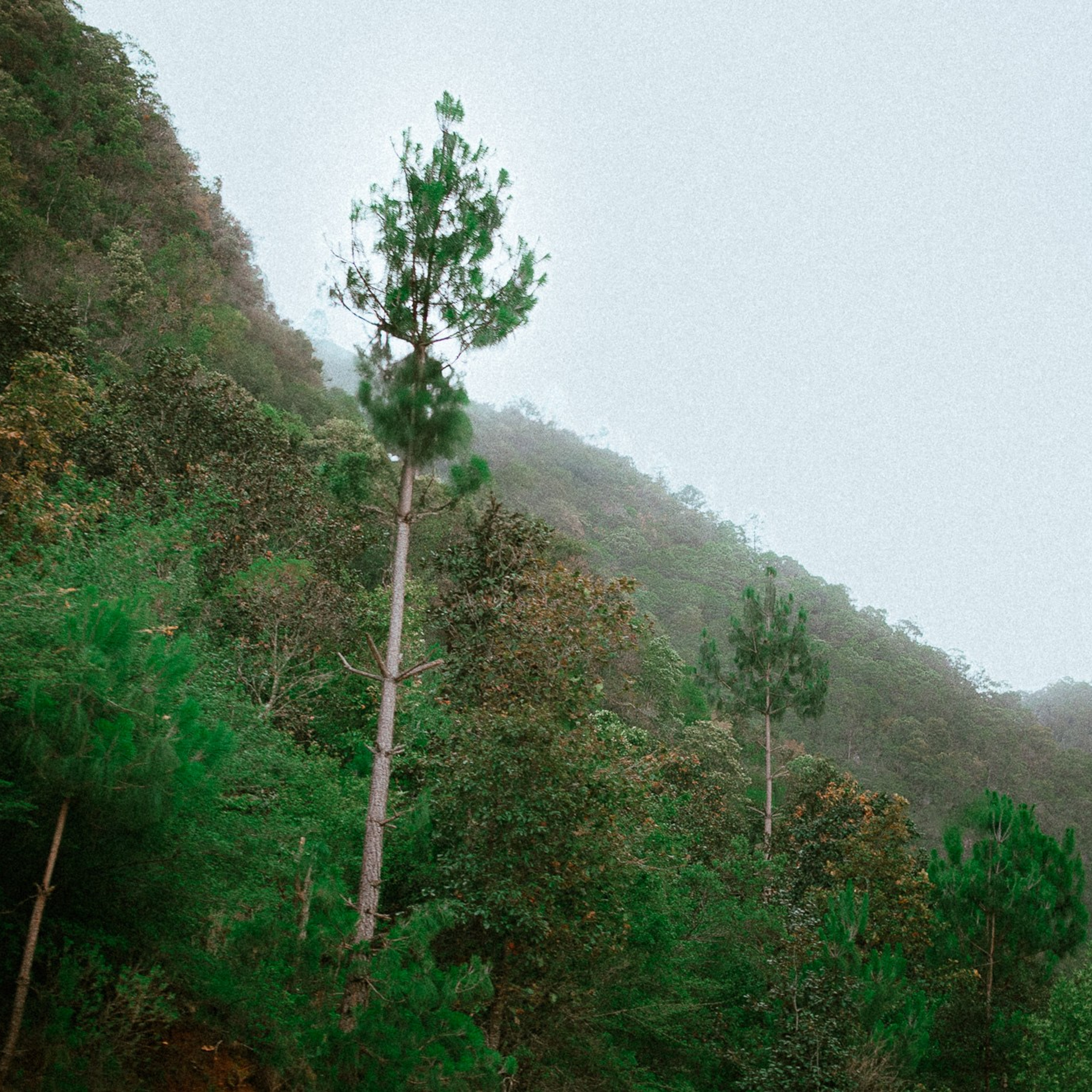 Bosques de San Cristóbal. 2025.