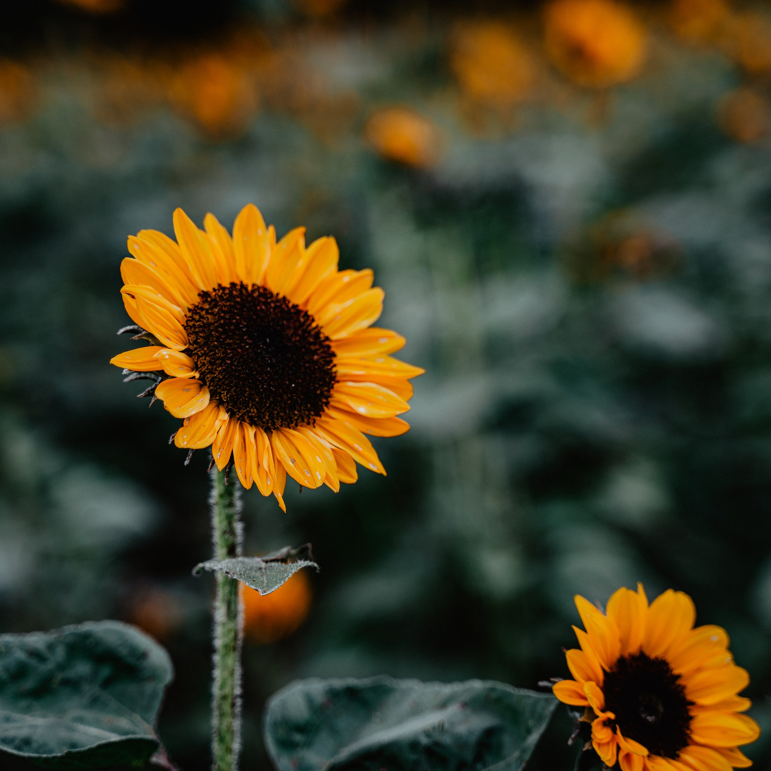 Asia. Luximagepro.com