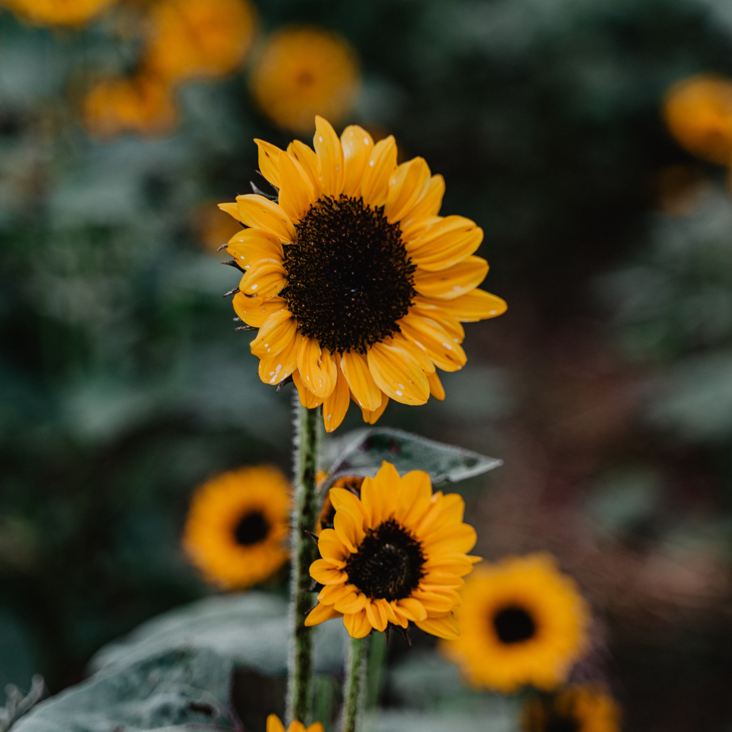 Asia. Luximagepro.com