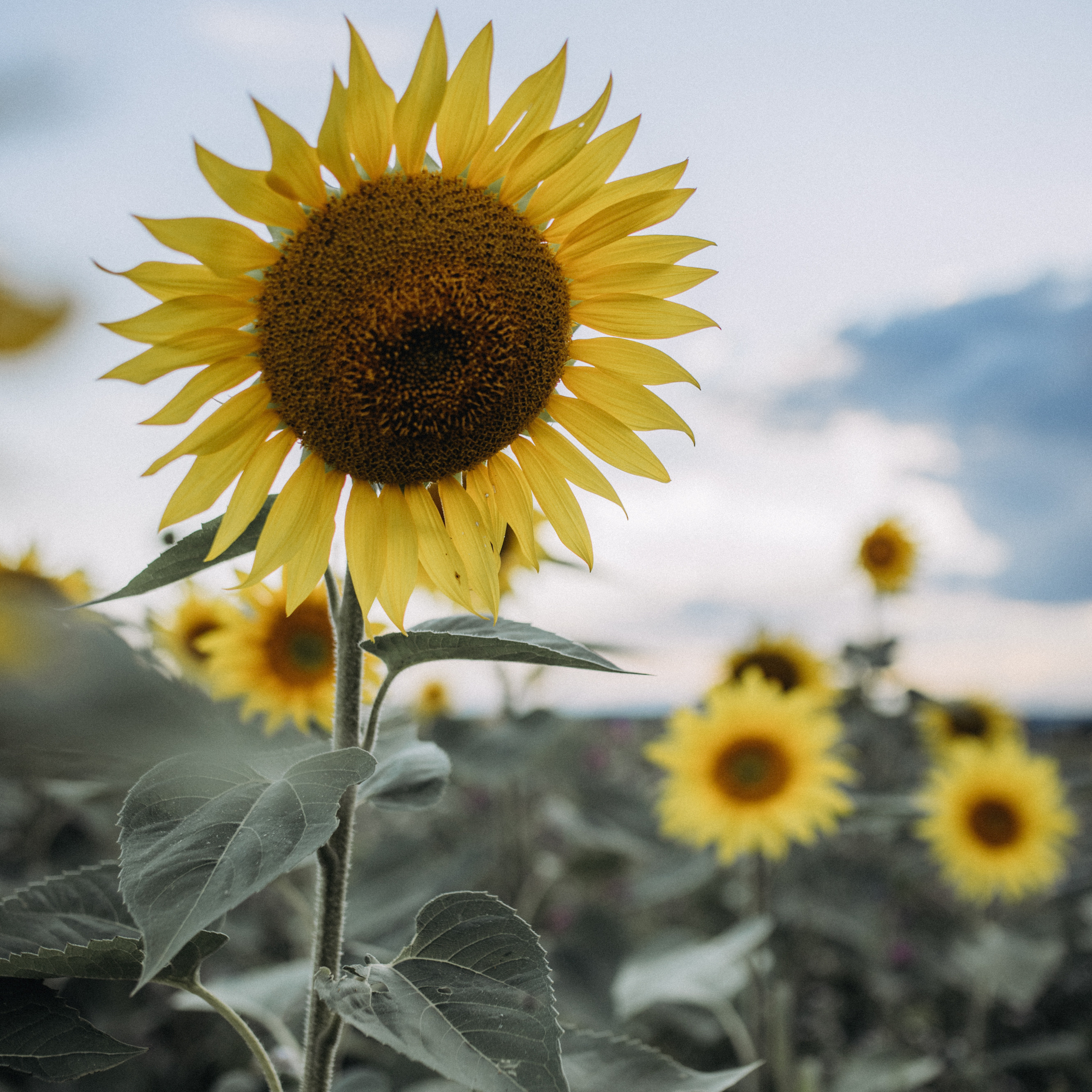 Beste Fotografin. Hochzeitsfotograf und Familienfotograf in Neustadt an der Weinstraße, Haßloch, Ludwigshafen, Speyer und Landau - Ekaterina Seoud