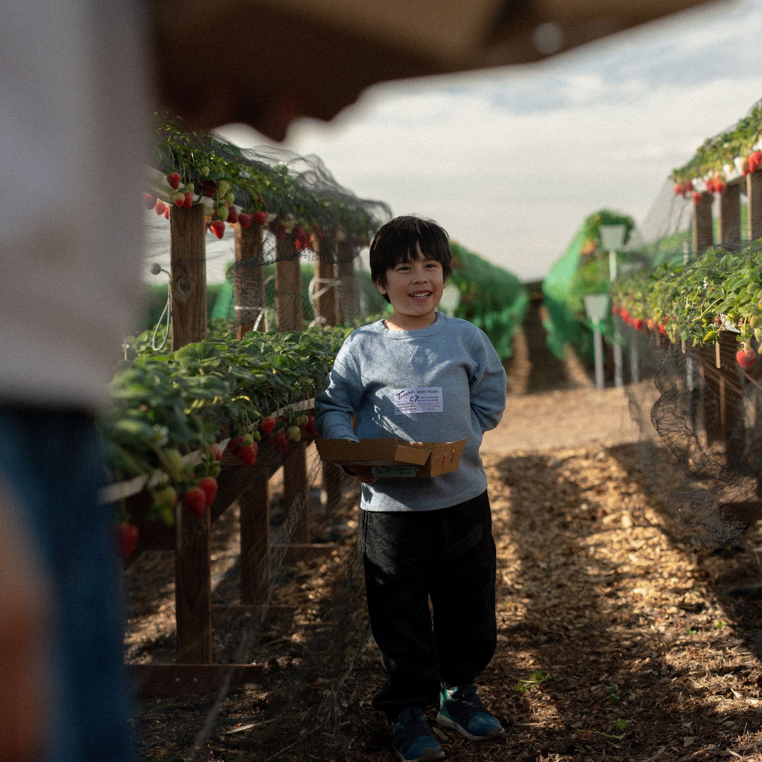 Strawberry Fun Farm. Mom and Son Shoot