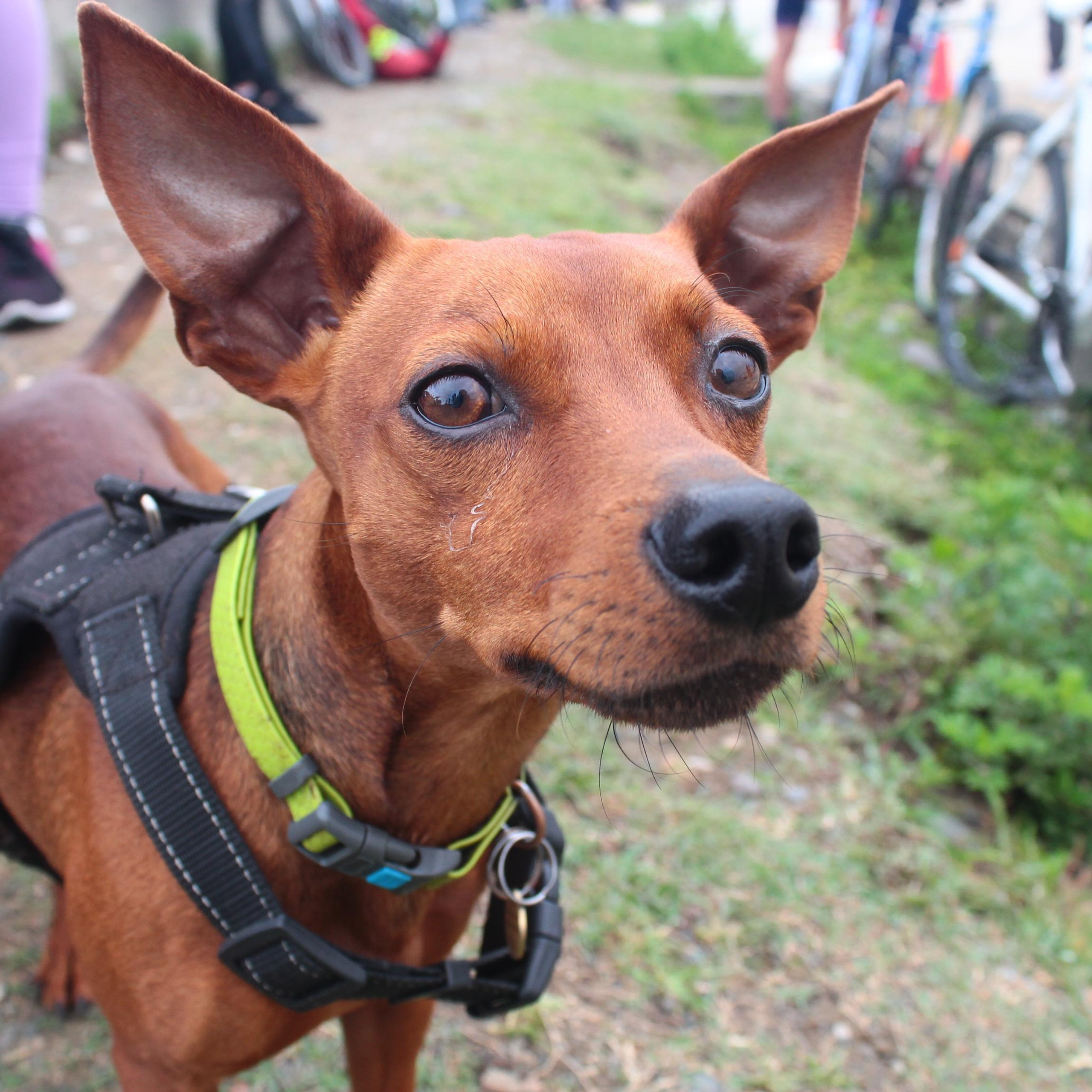 Отзывы. Wedding and portrait photographer in Beograd Ekaterina Makedonskaya