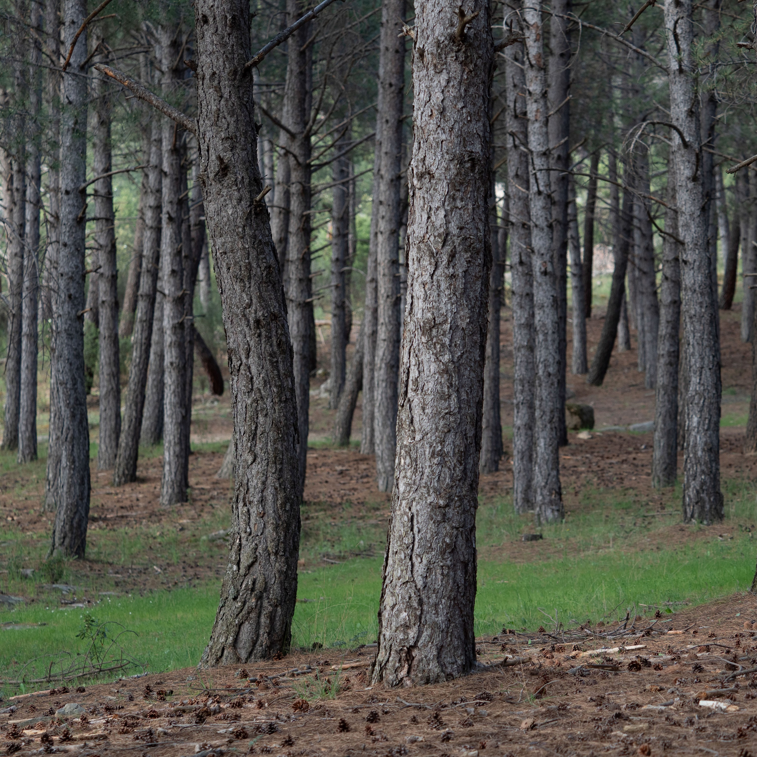 Gallery Paisajismo. Fotógrafa de Periodismo y Documentación, Teatro, Cine, Shooting para Modelos, Bodas, Bautizos, Comuniones, Familia y Eventos