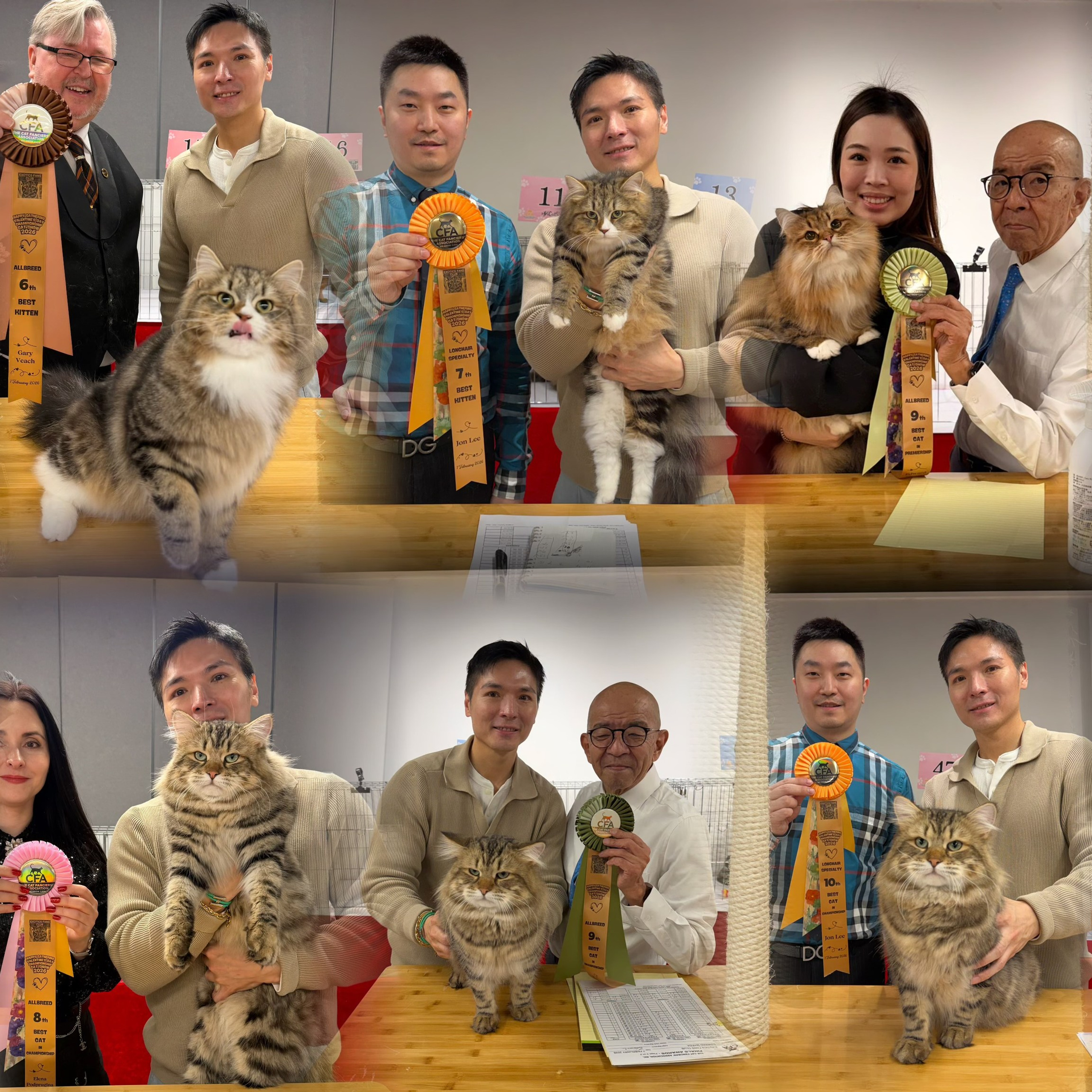 CFA Happy Gathering Valentine’s Day Championship Cat Show 2026 (7 Feb 2026)