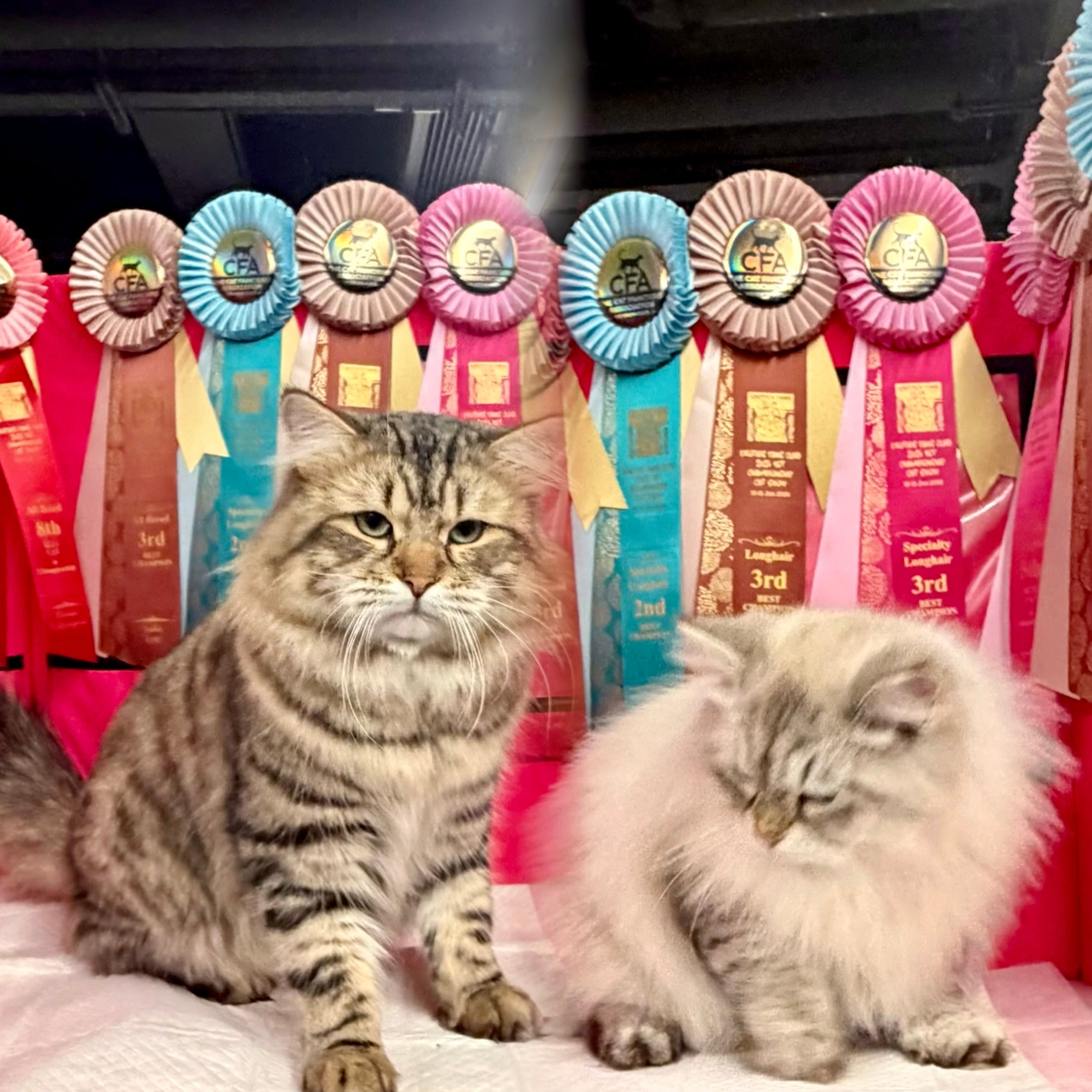 CFA EFC 2026 new year 1st championship cat show