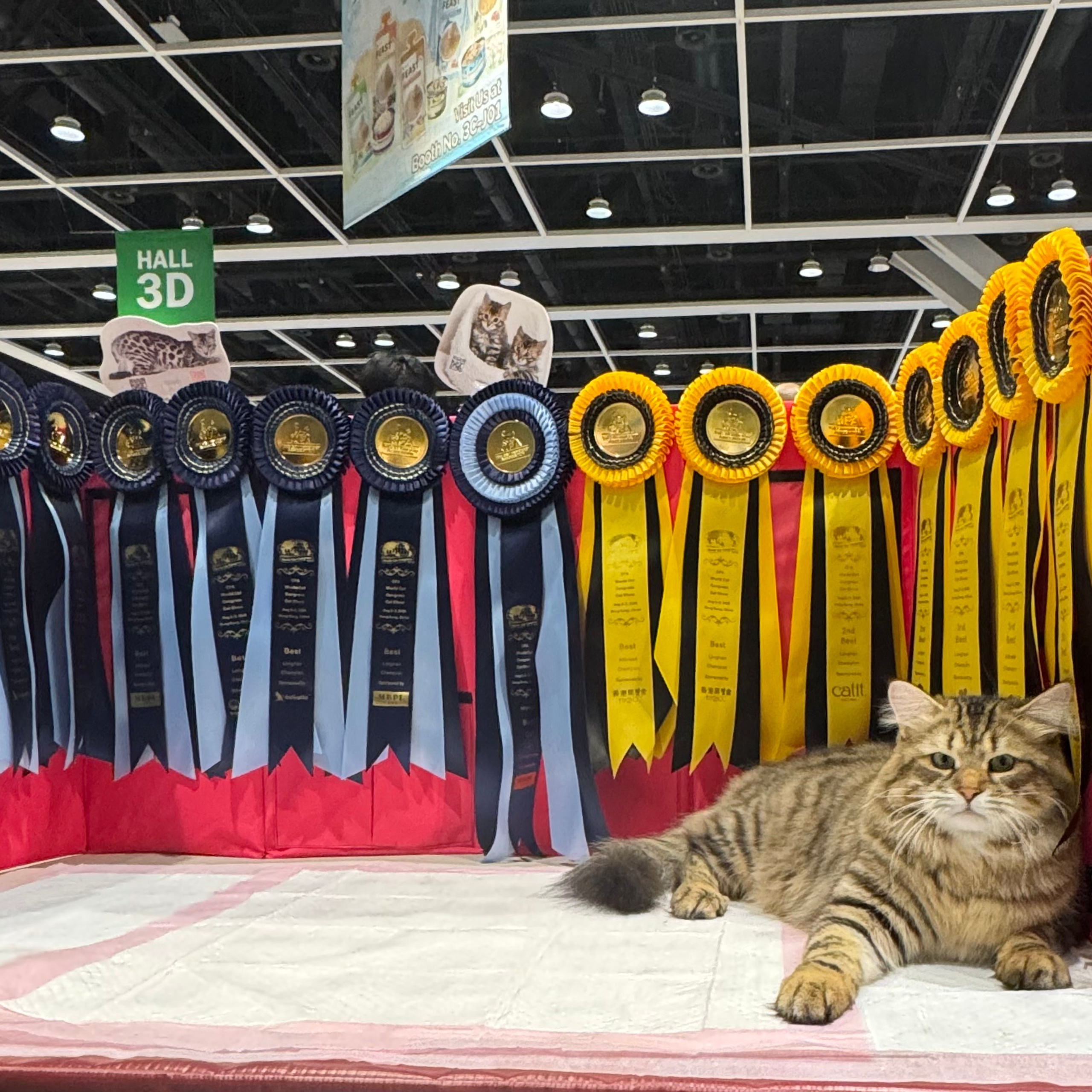 CFA WORLD CAT CONGRESS SHOW 2025