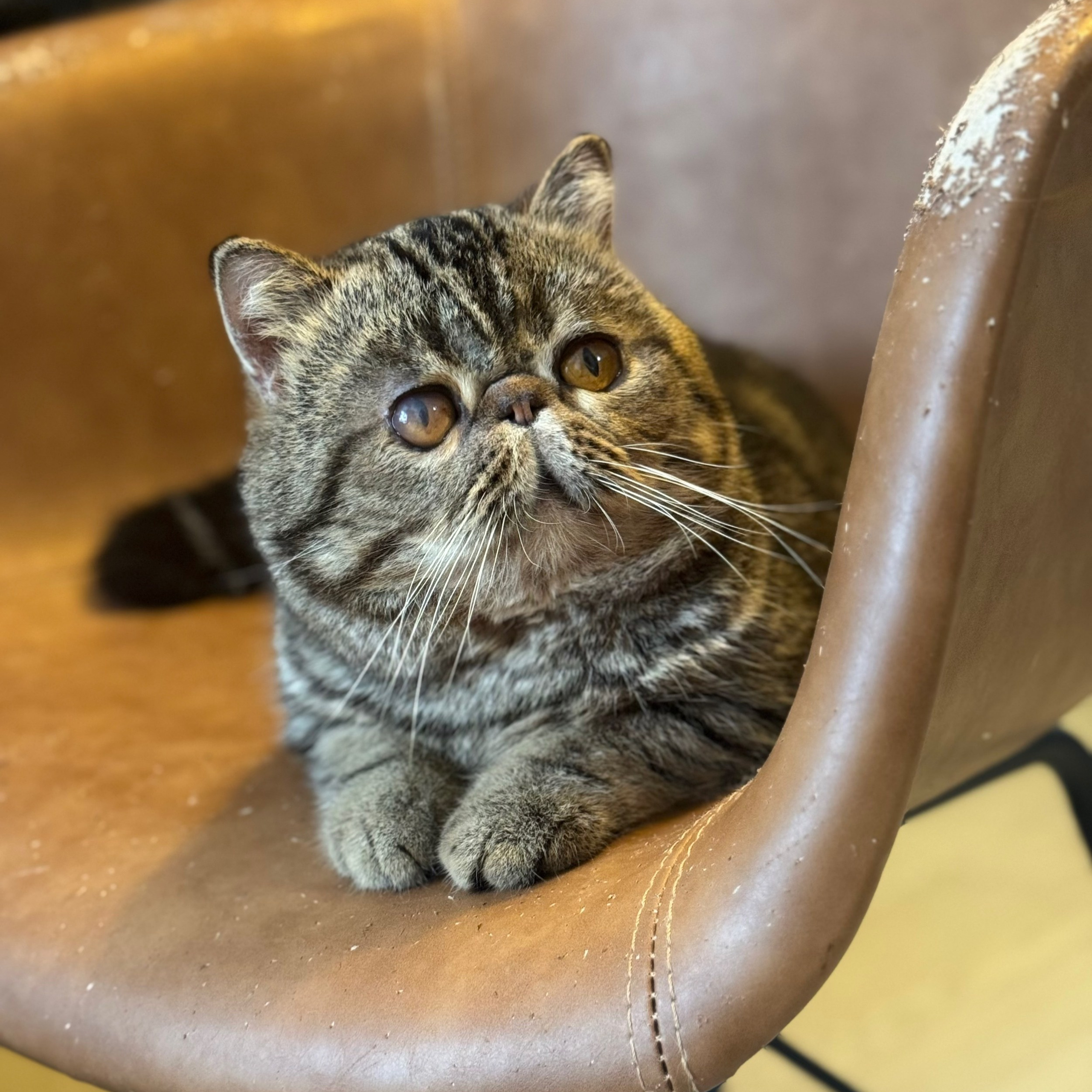 DW&nbsp;CH&nbsp;ATC KAPPA