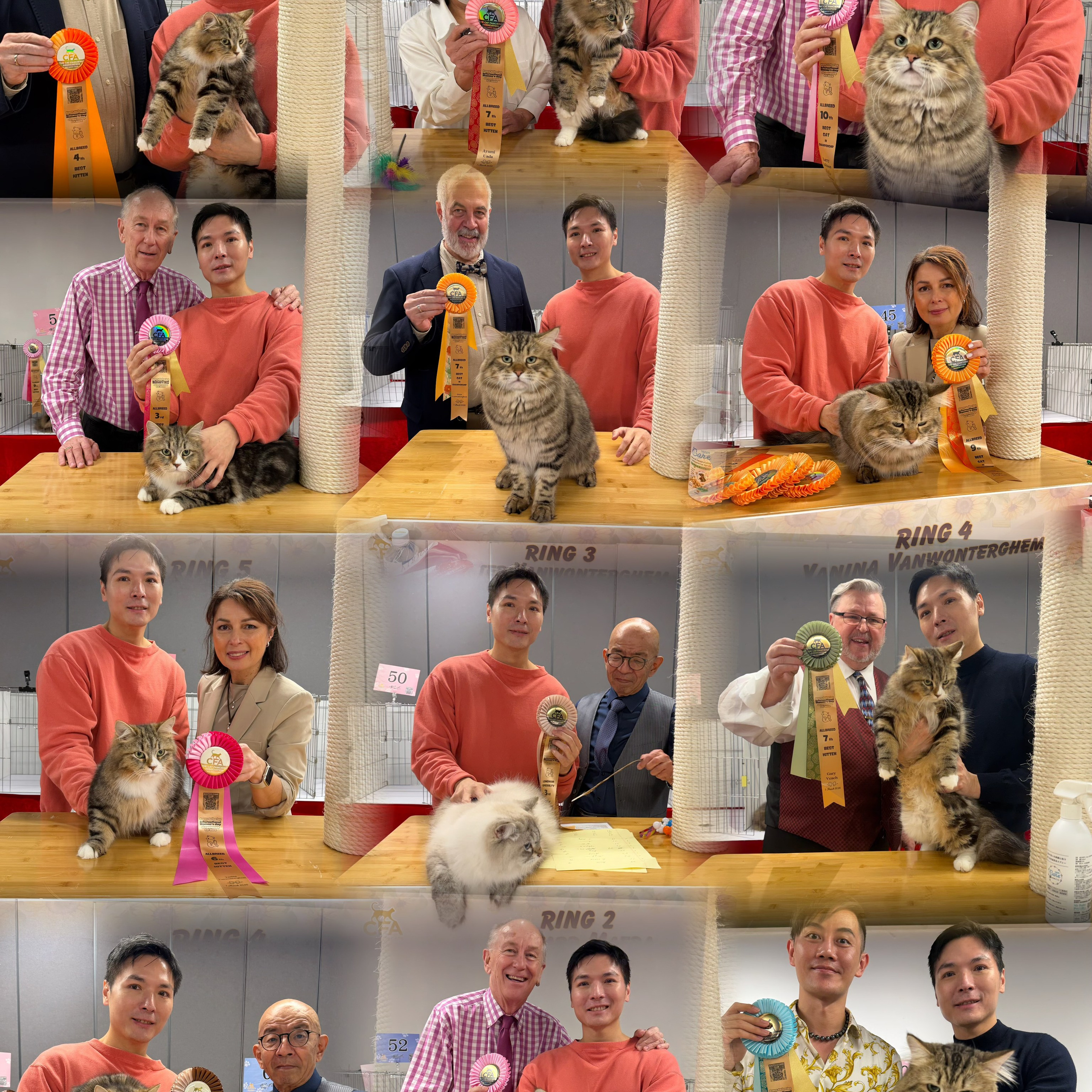 CFA Happy Gathering International Women’s day championship cat show (7-8 March 2026)