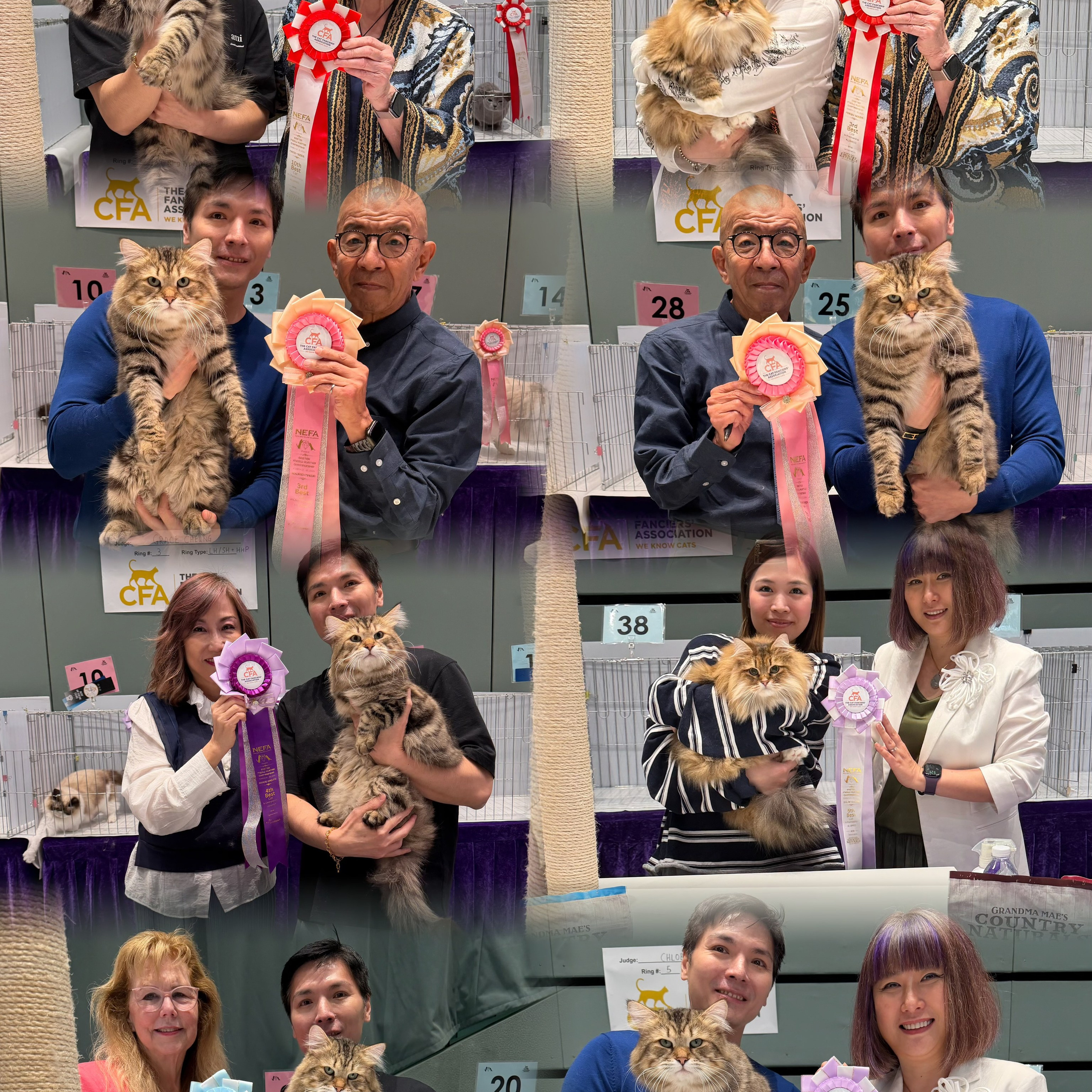 CFA Easter Meow Avatar Championship (21-22 March 2026)