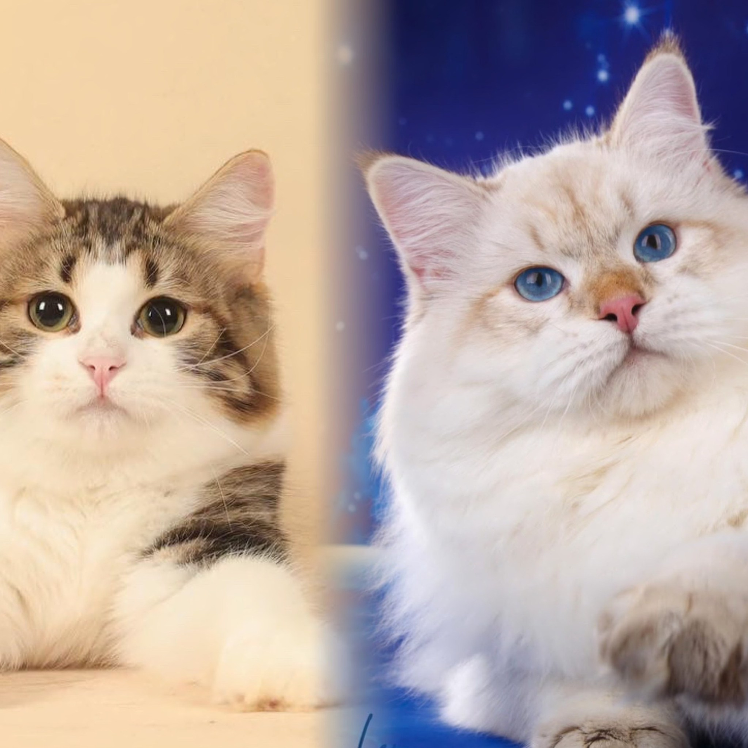 LITTER OTMA&nbsp;— 6 AUG 2025