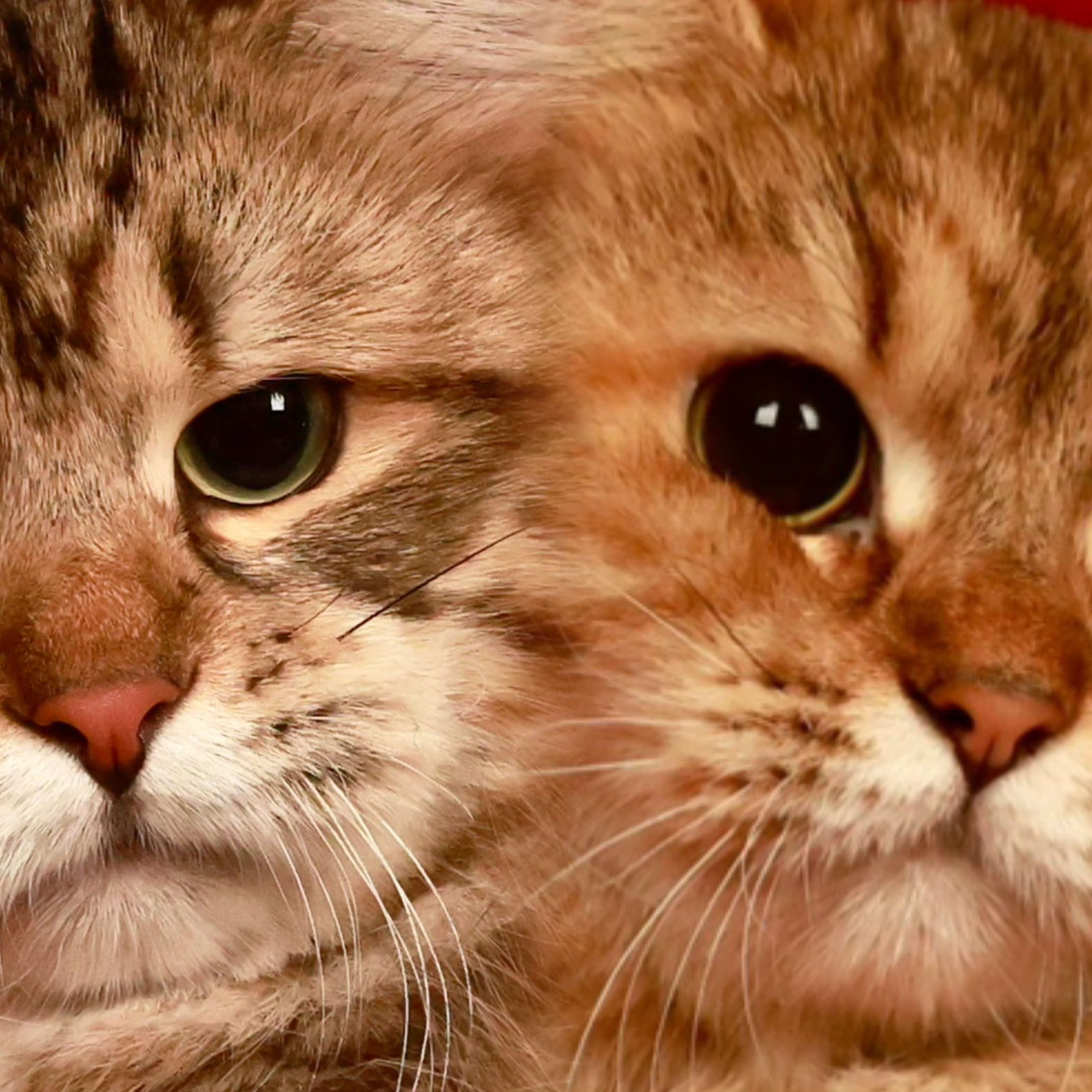 Hypoallergenic? 西伯利亞貓真的是低敏？