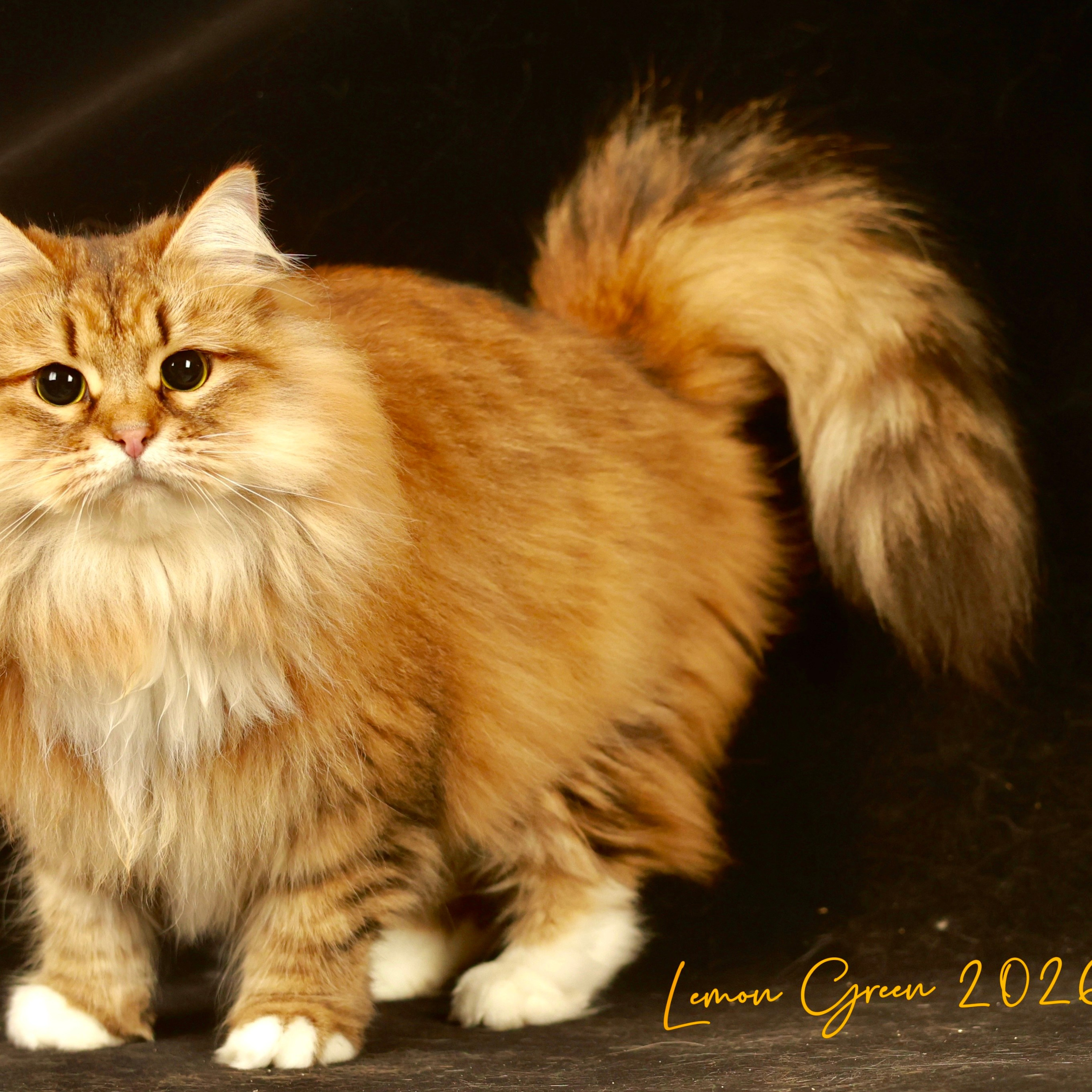 GP&nbsp;Lemon Green Brigitte Bardot (1 show grand)