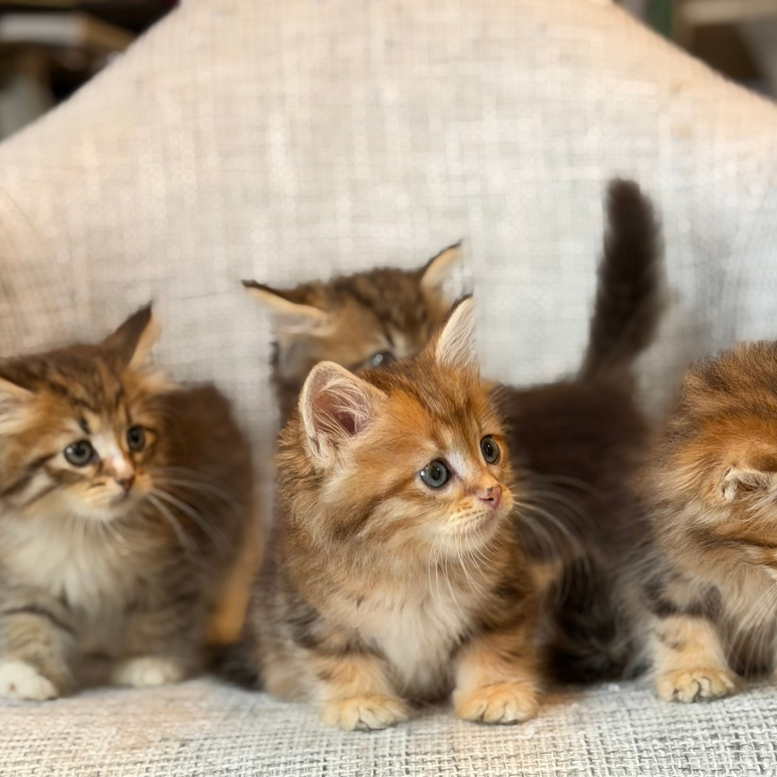 Litter F — RW, GRC GARY X DEMETRA