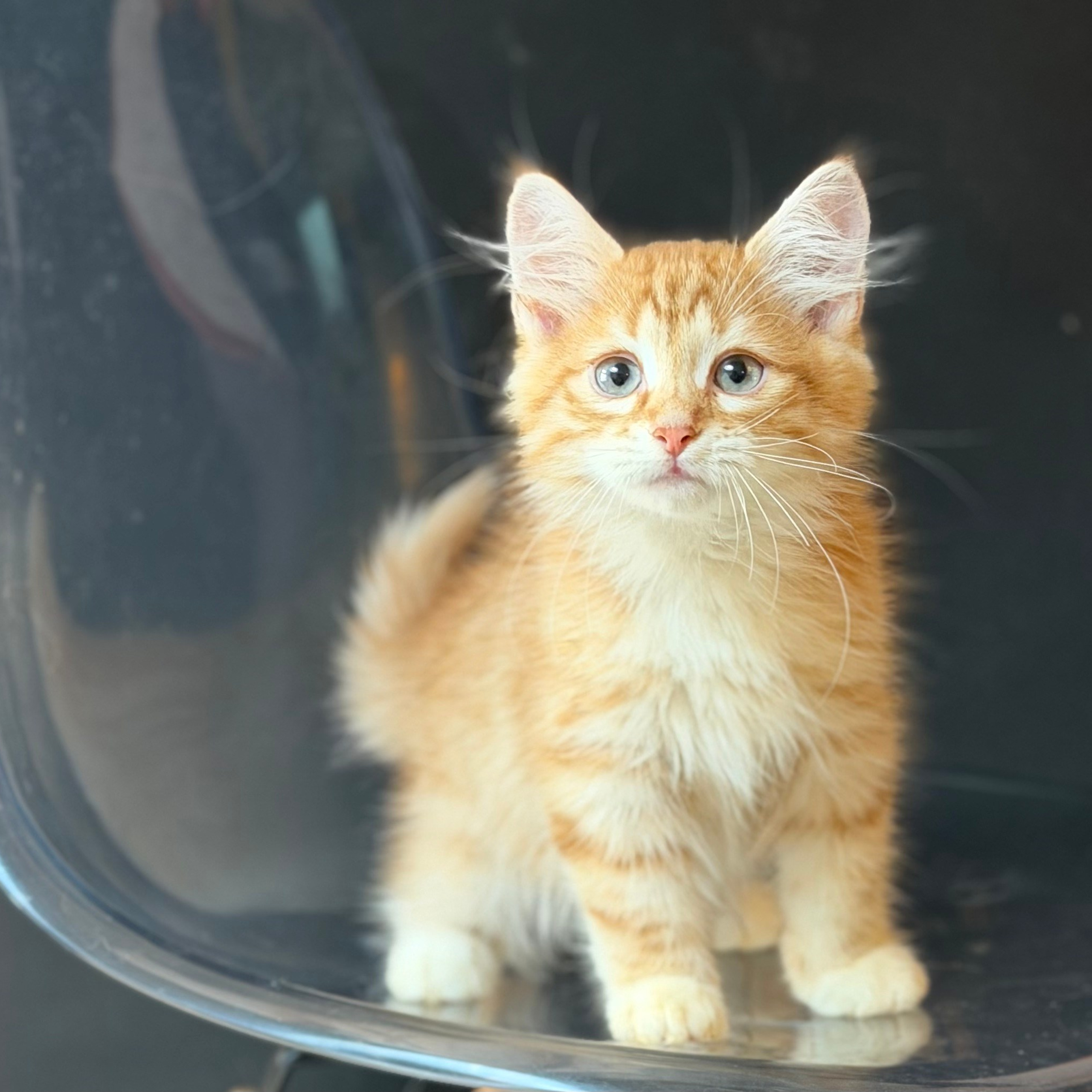 Litter E&nbsp;— RW, GRC; GC&nbsp;CHUDO X&nbsp;GC&nbsp;USLADA