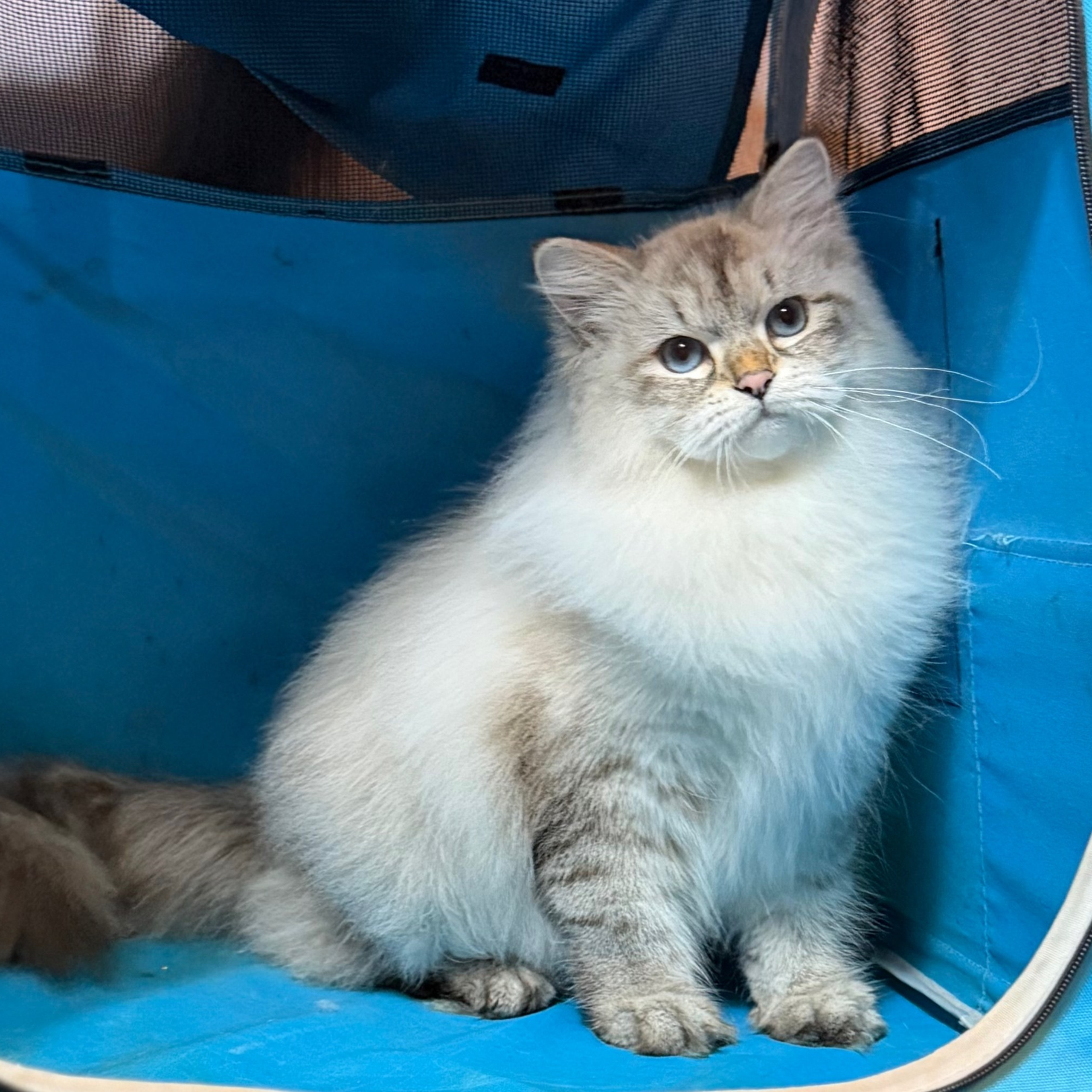 About CFA grand champion/ premier titles