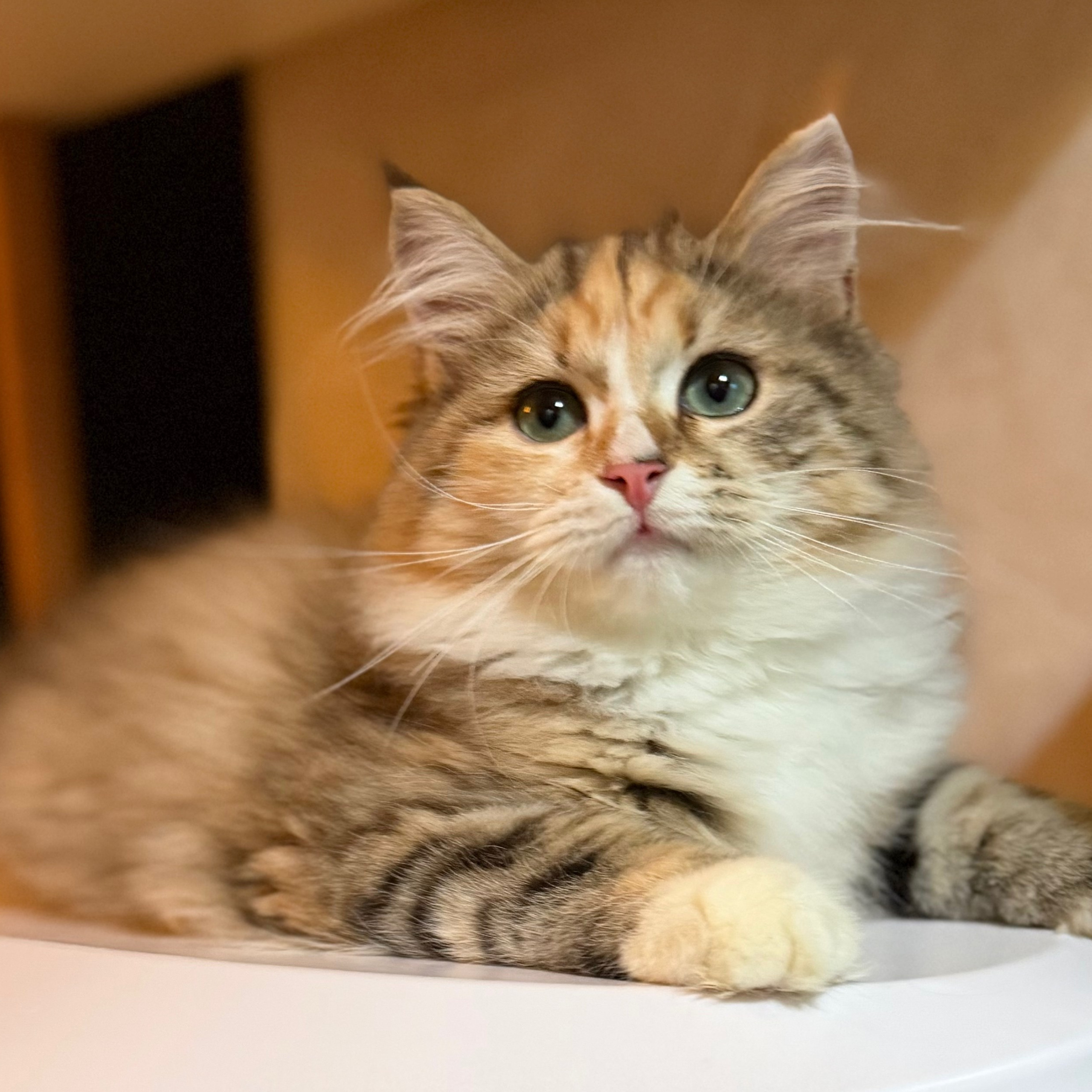 Lemon Green Maria 🇲🇾