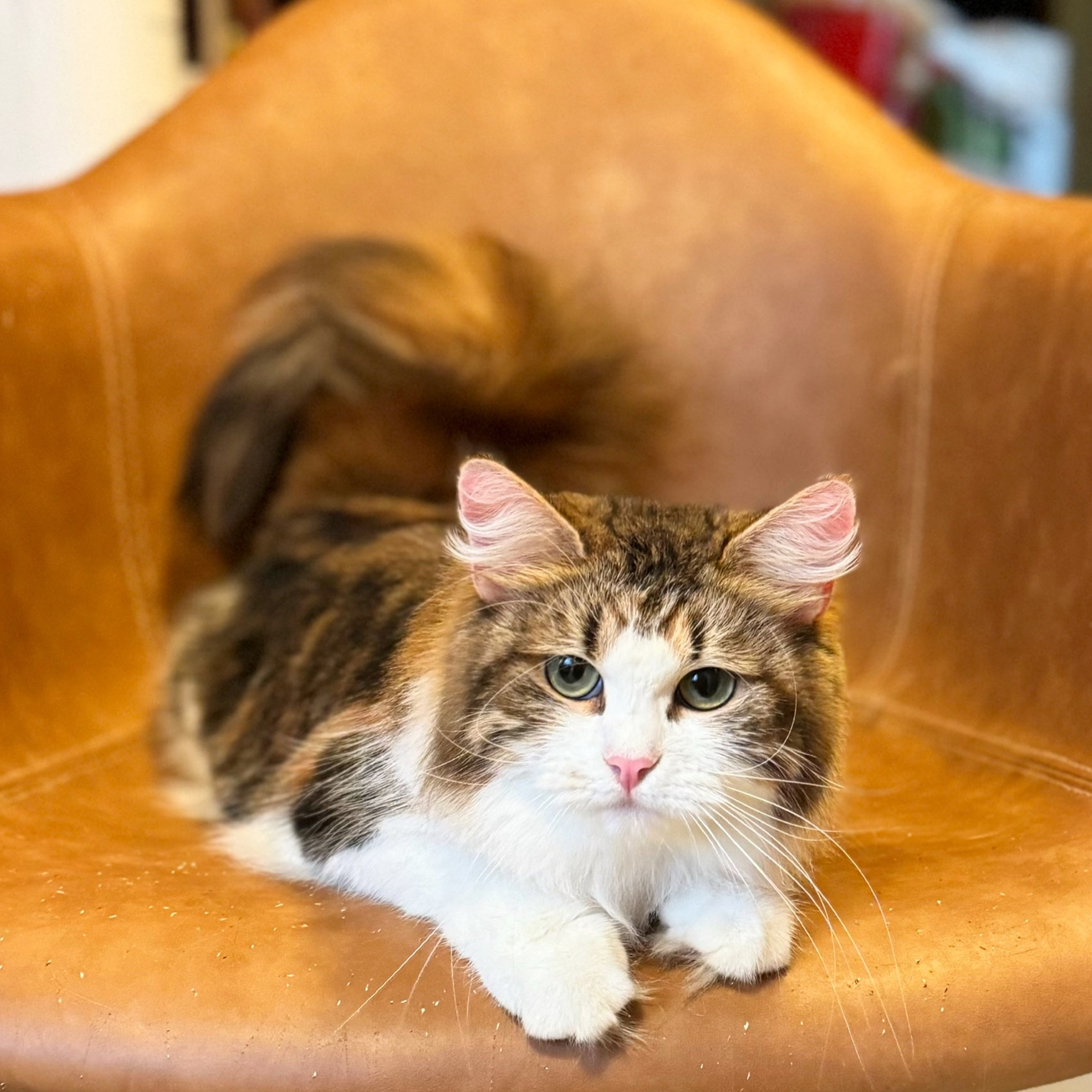 GC&nbsp;Uslada (will be&nbsp;retired in&nbsp;March&nbsp;2026)