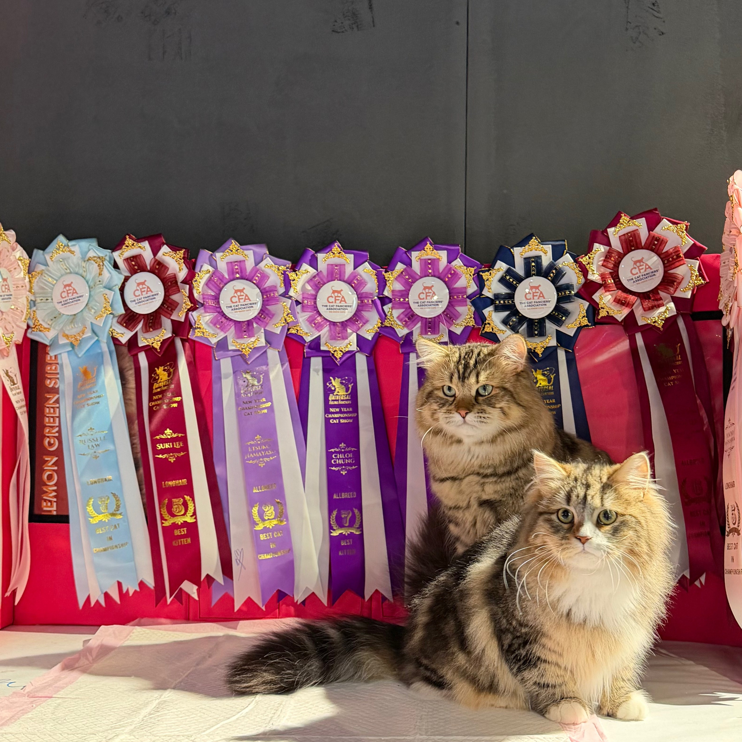 CFA UFF New Year Championship Cat Show (3-4 Jan 2026)