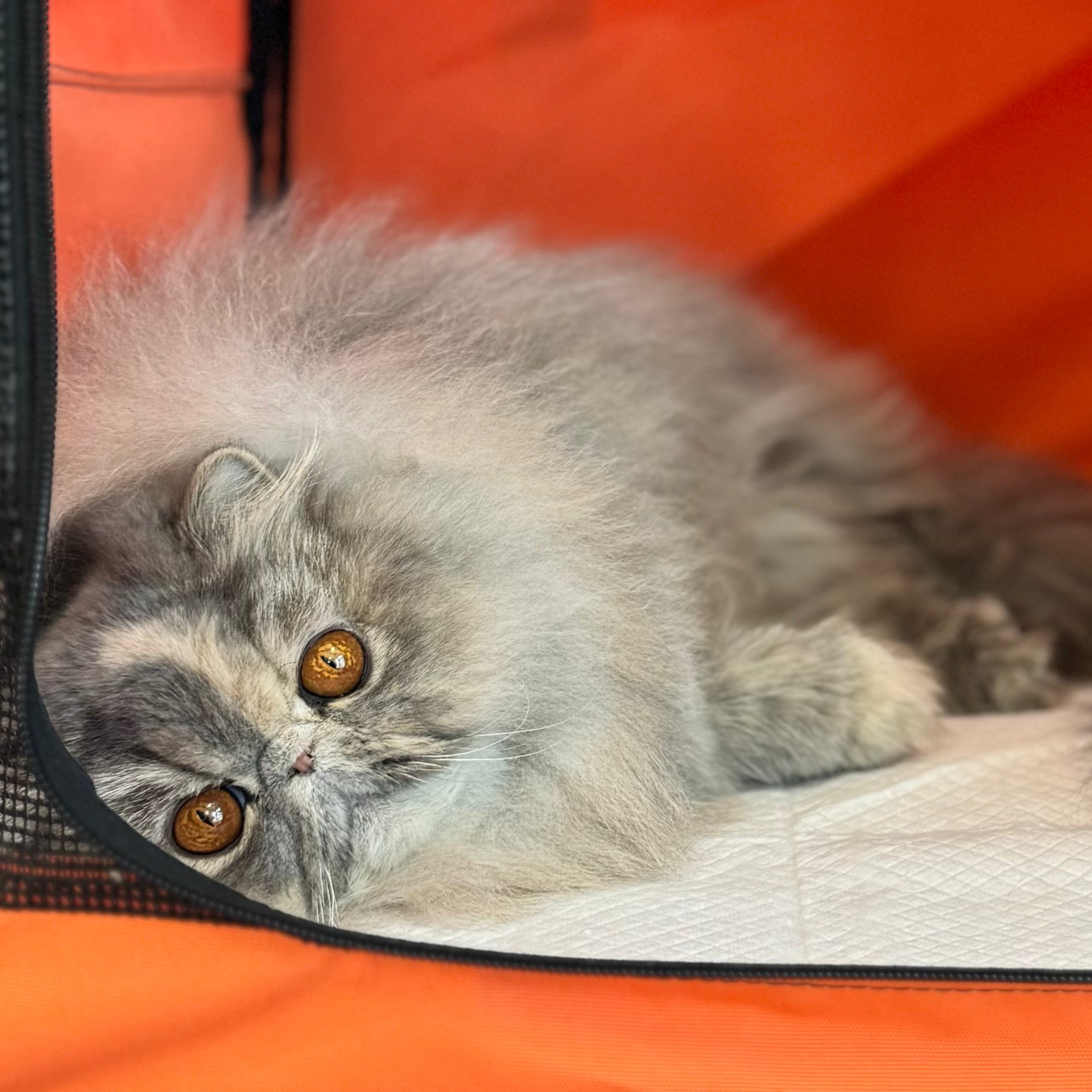 GC&nbsp;Lemon Green Lila (1 show grand)