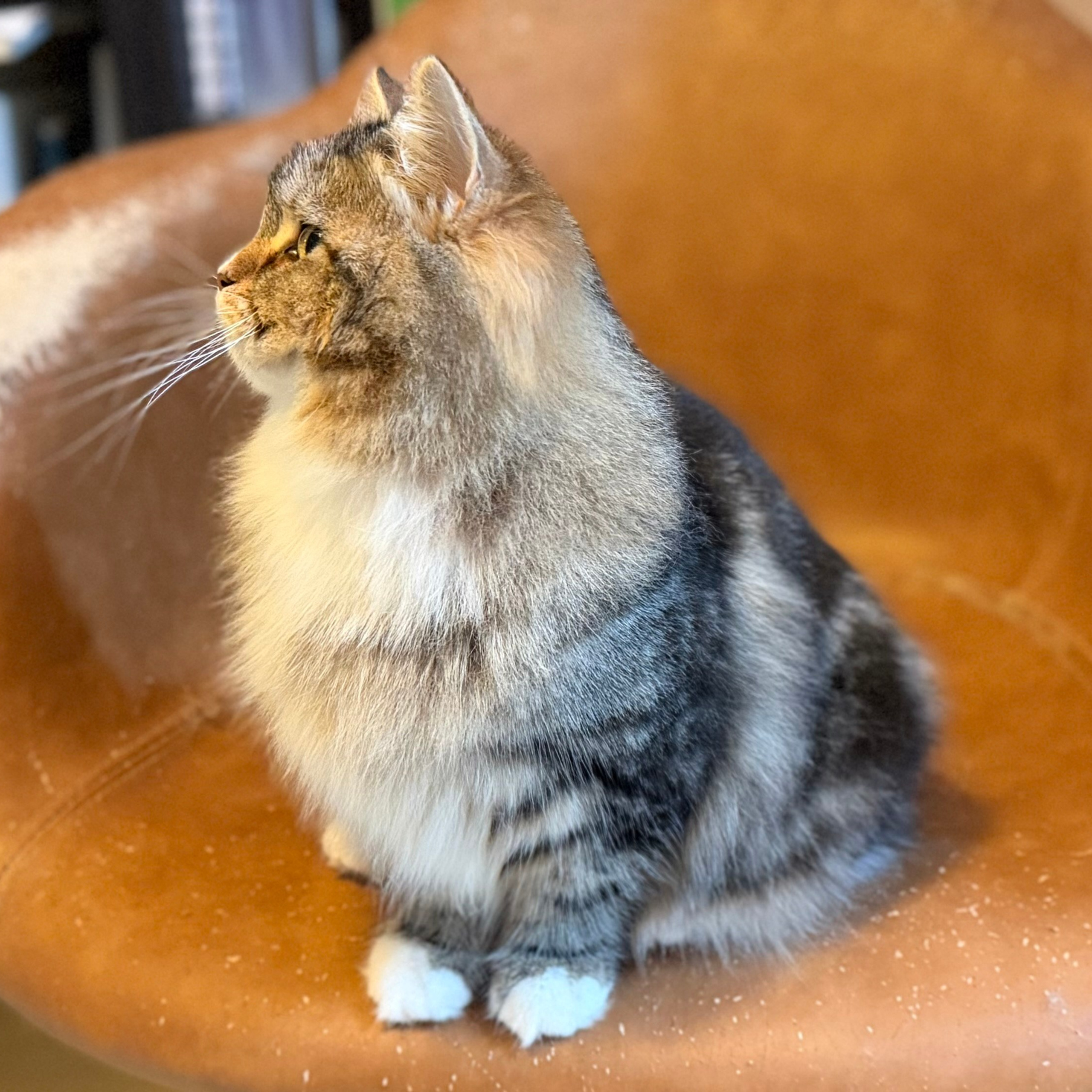 關於西森的側面