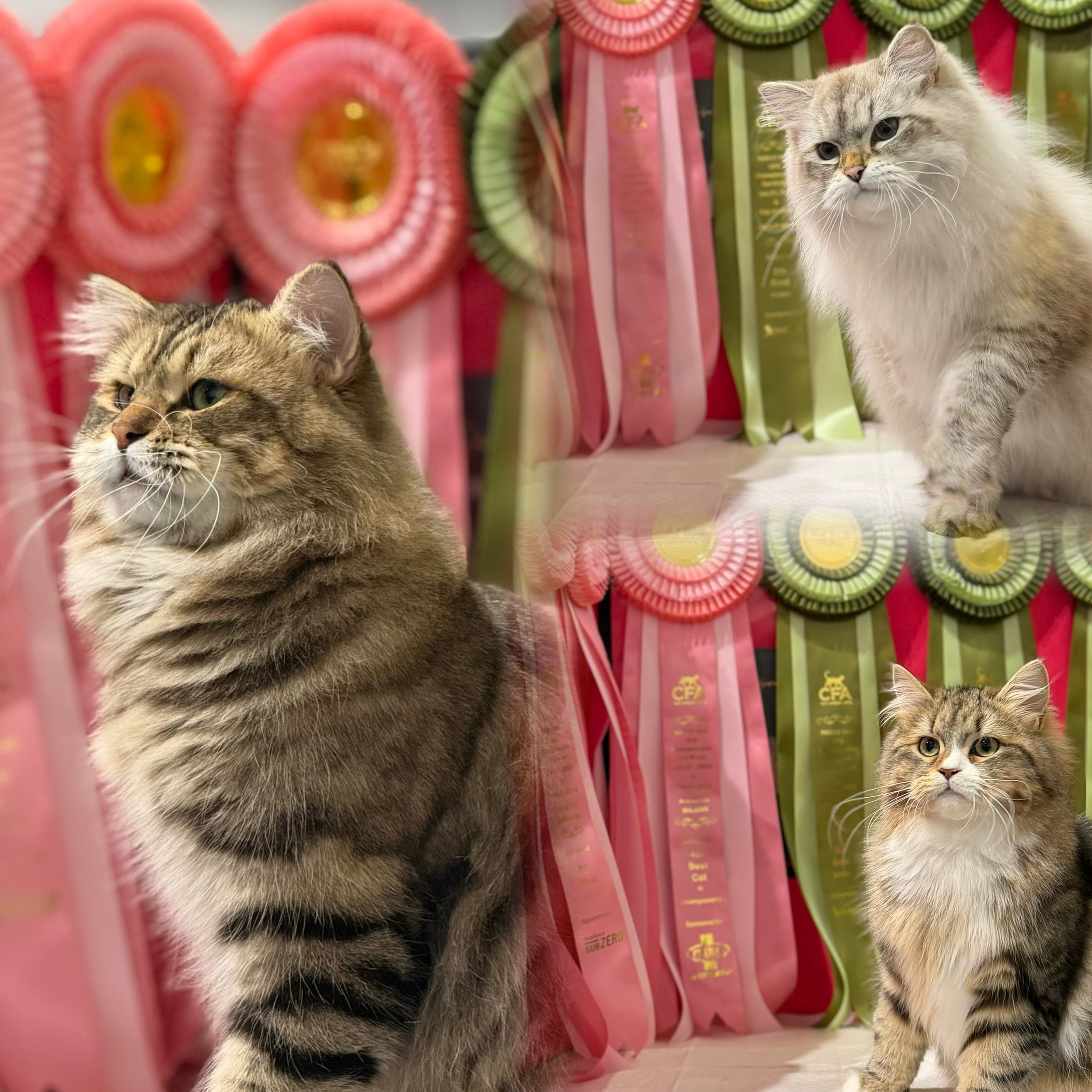 15th CFA HKBCC Championship Cat Show (31 Jan-1 Feb 2026)
