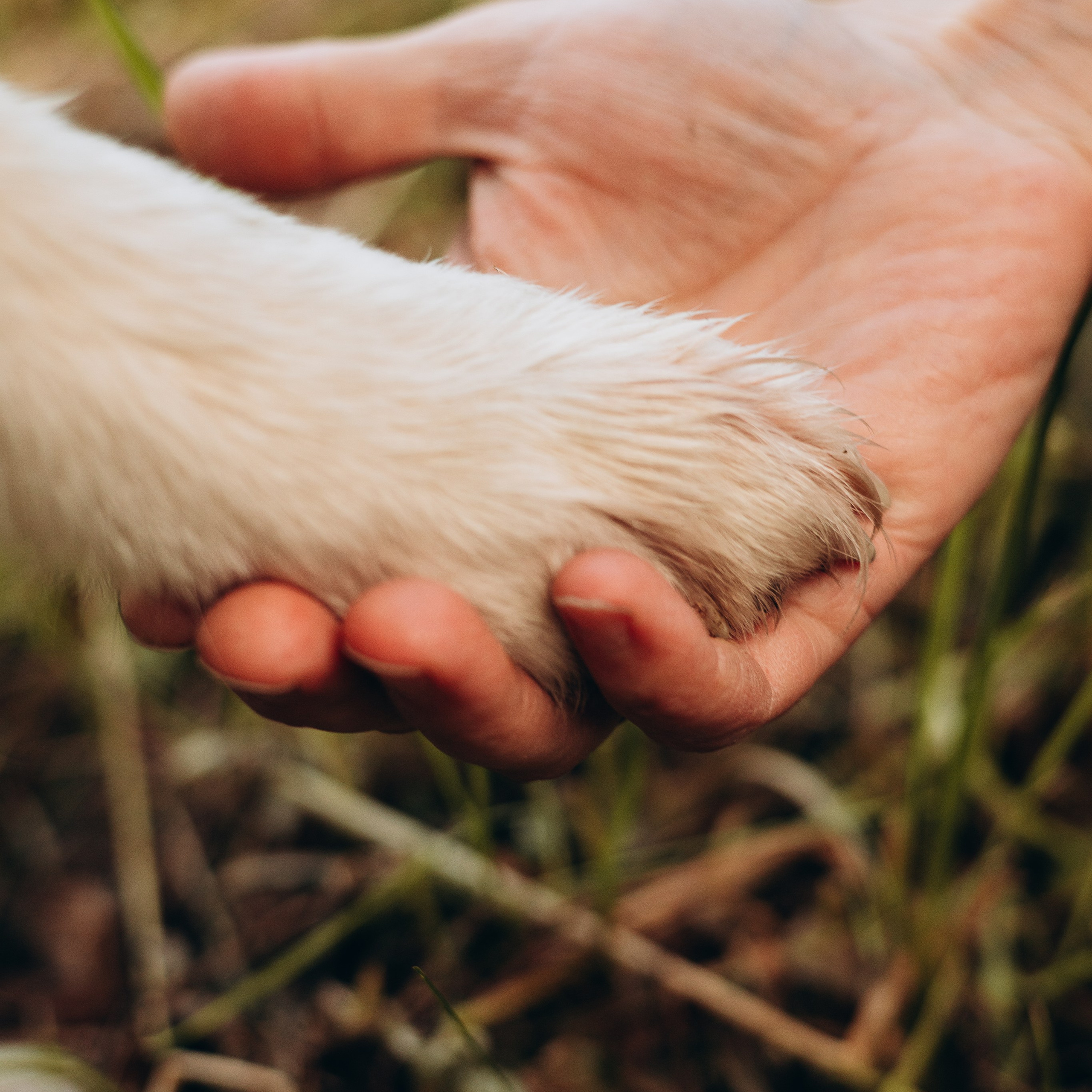 Отзывы. Фотограф-анималист | Белград