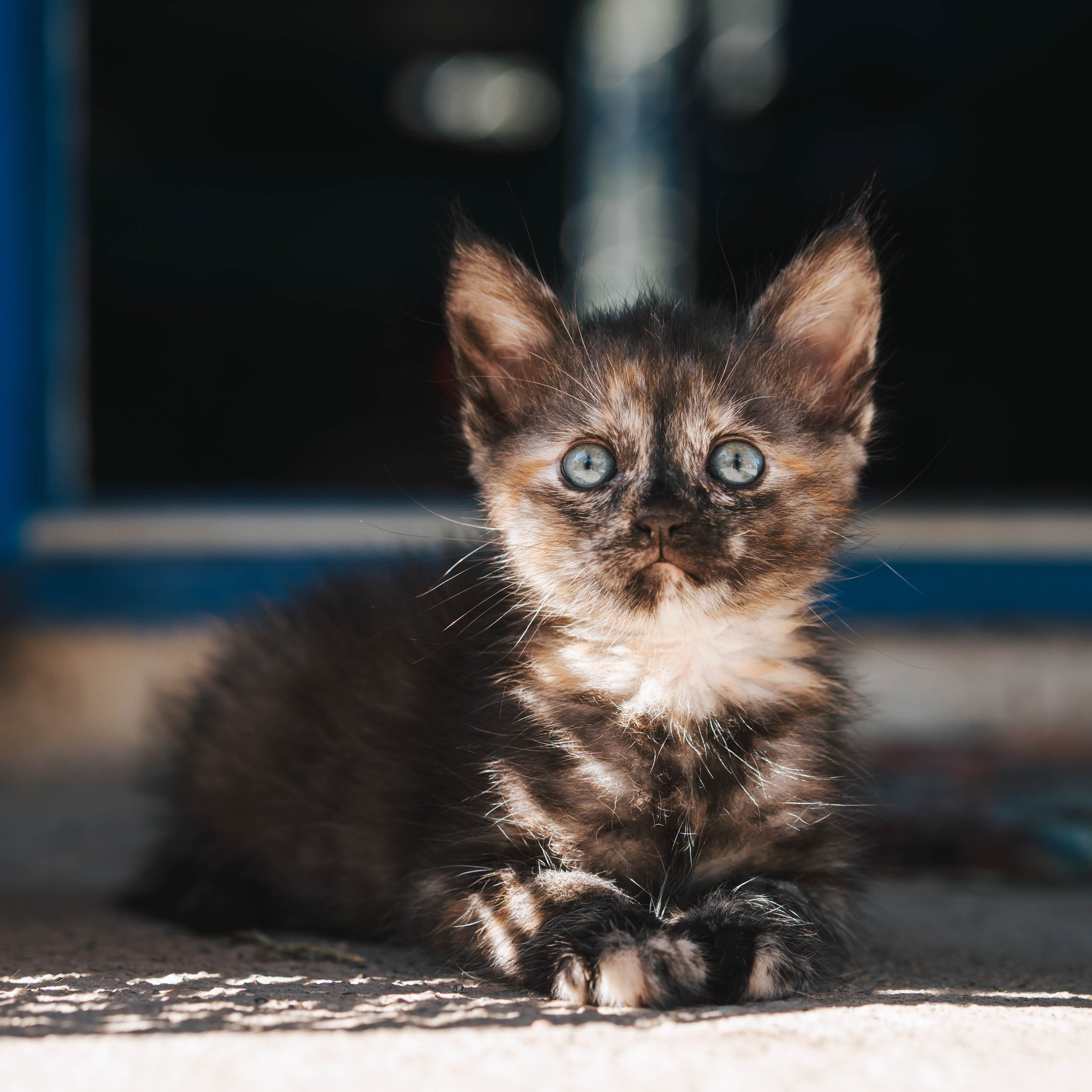 Animales. Alba del Norte Studio