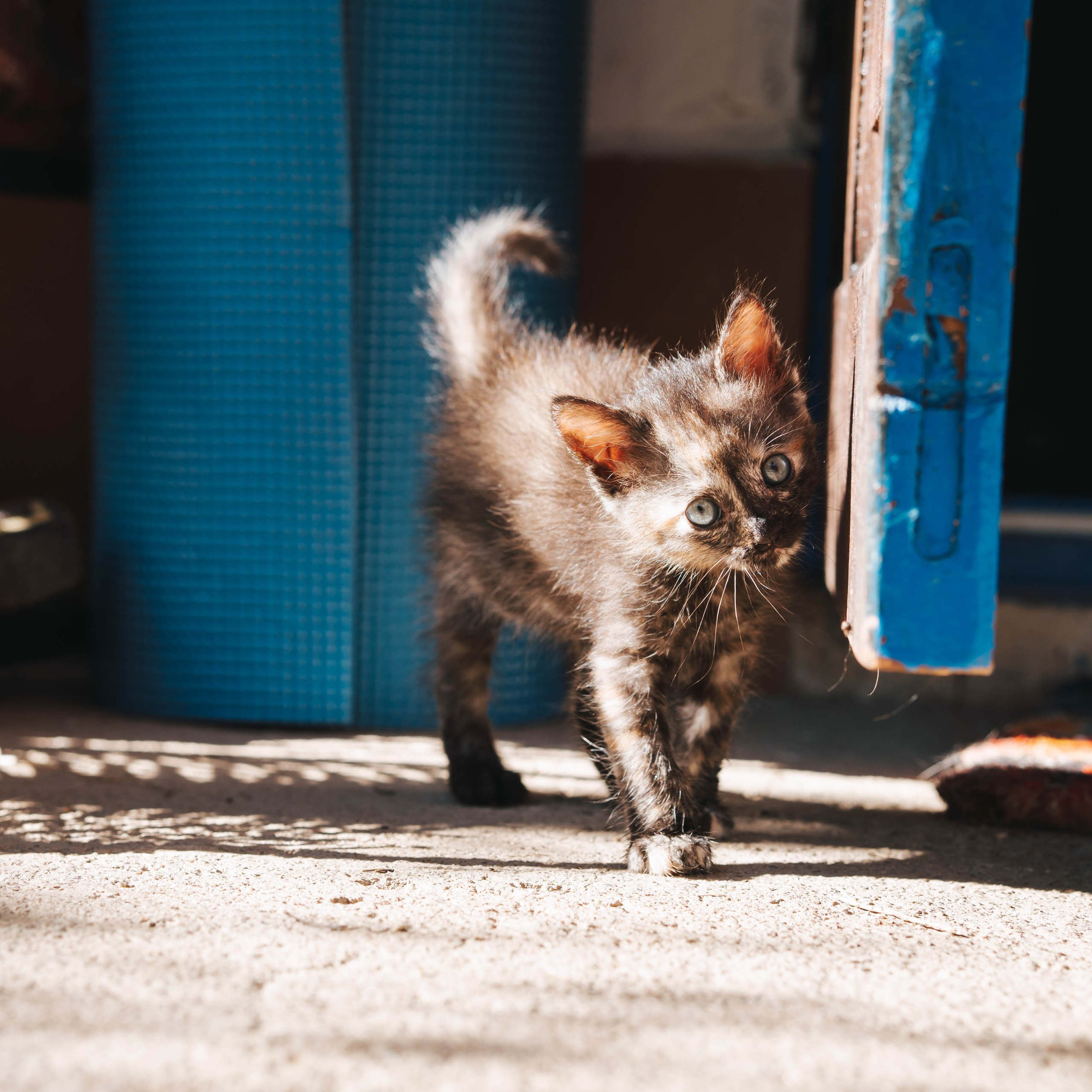 Animales. Alba del Norte Studio