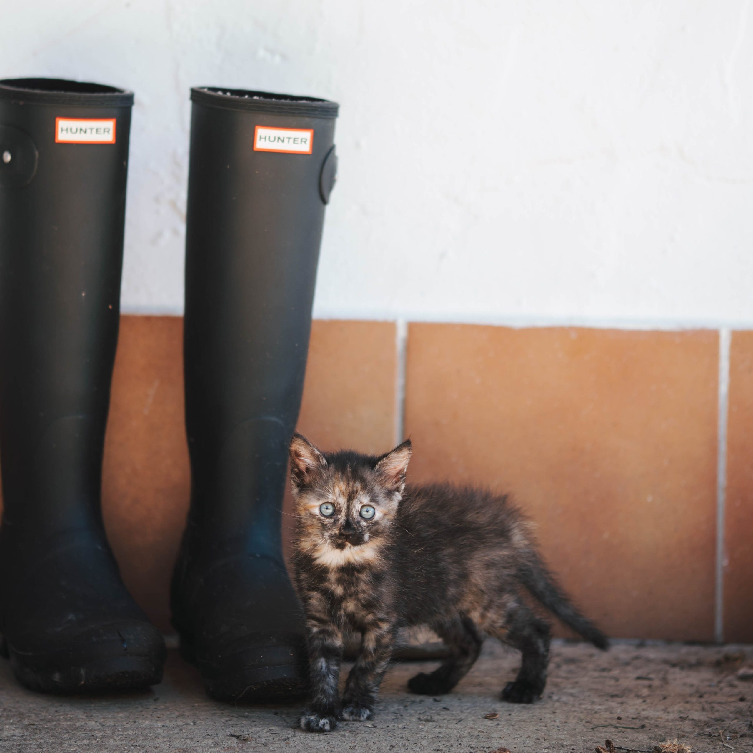 Animales. Alba del Norte Studio