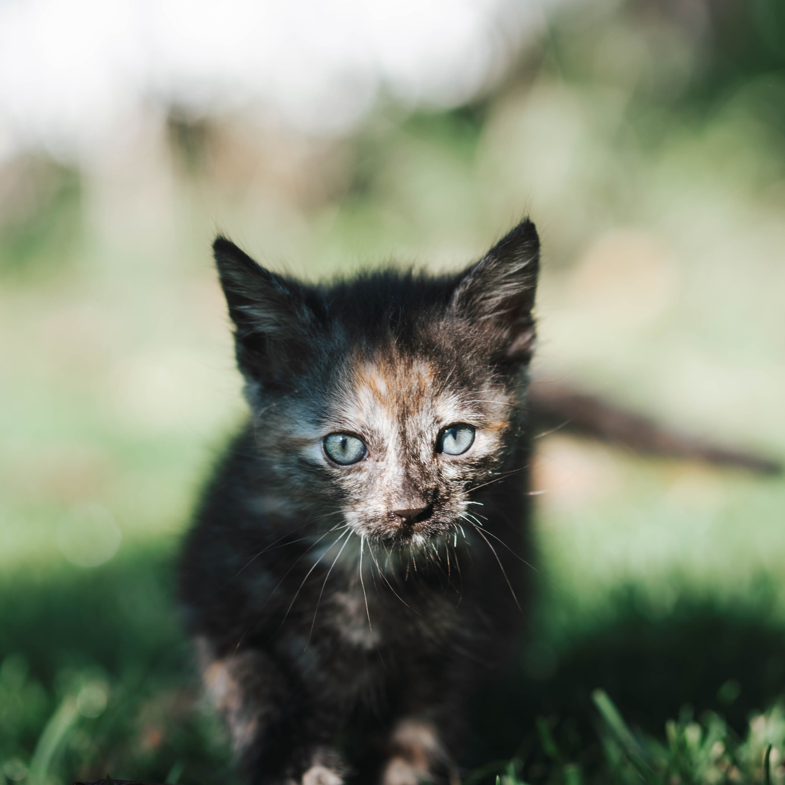 Animales. Alba del Norte Studio