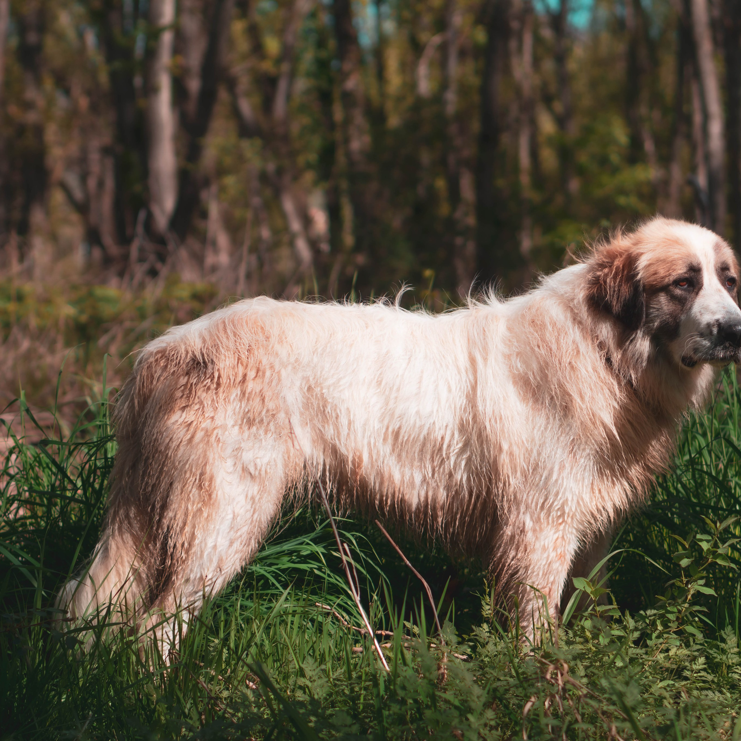 Animales. Alba del Norte Studio