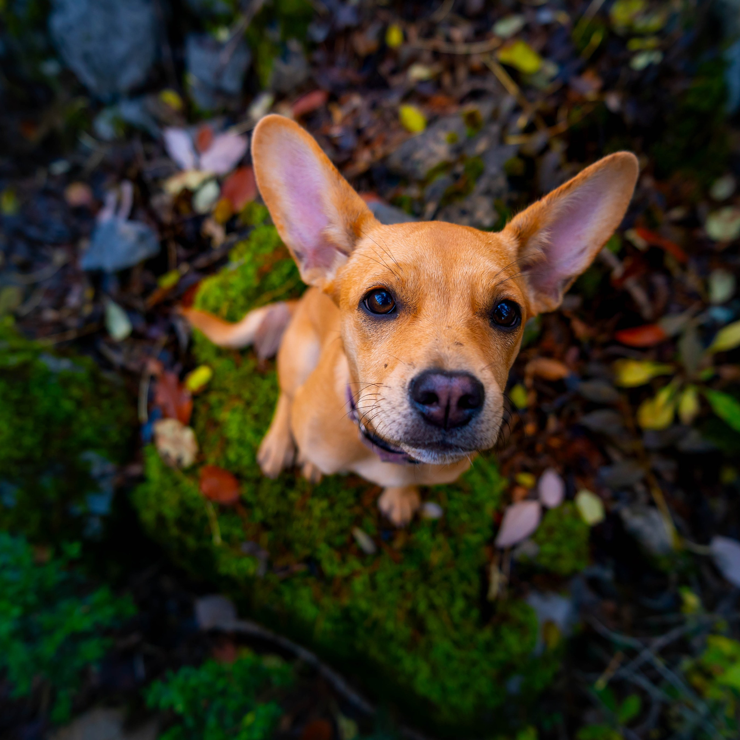 Animales. Alba del Norte Studio