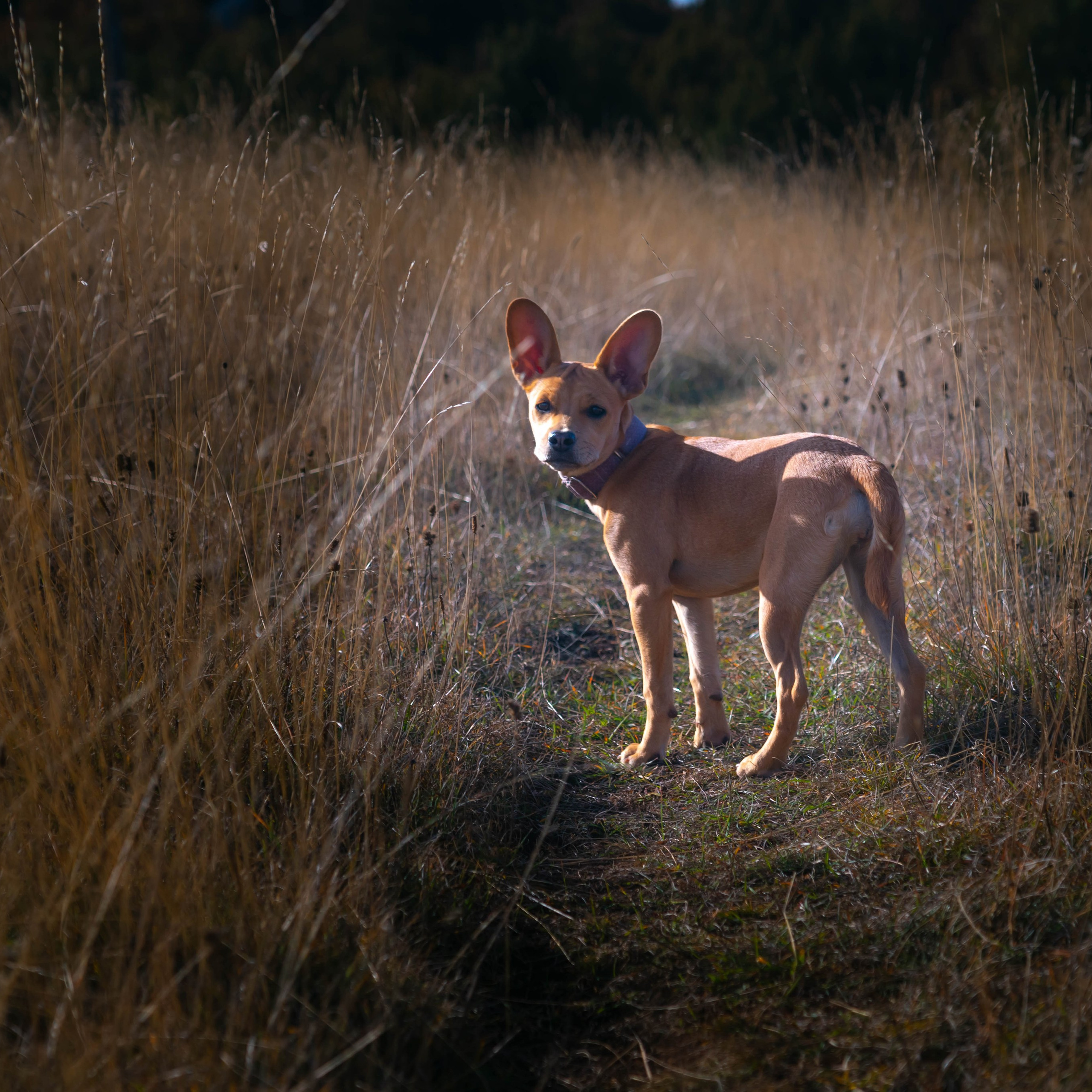 Animales. Alba del Norte Studio