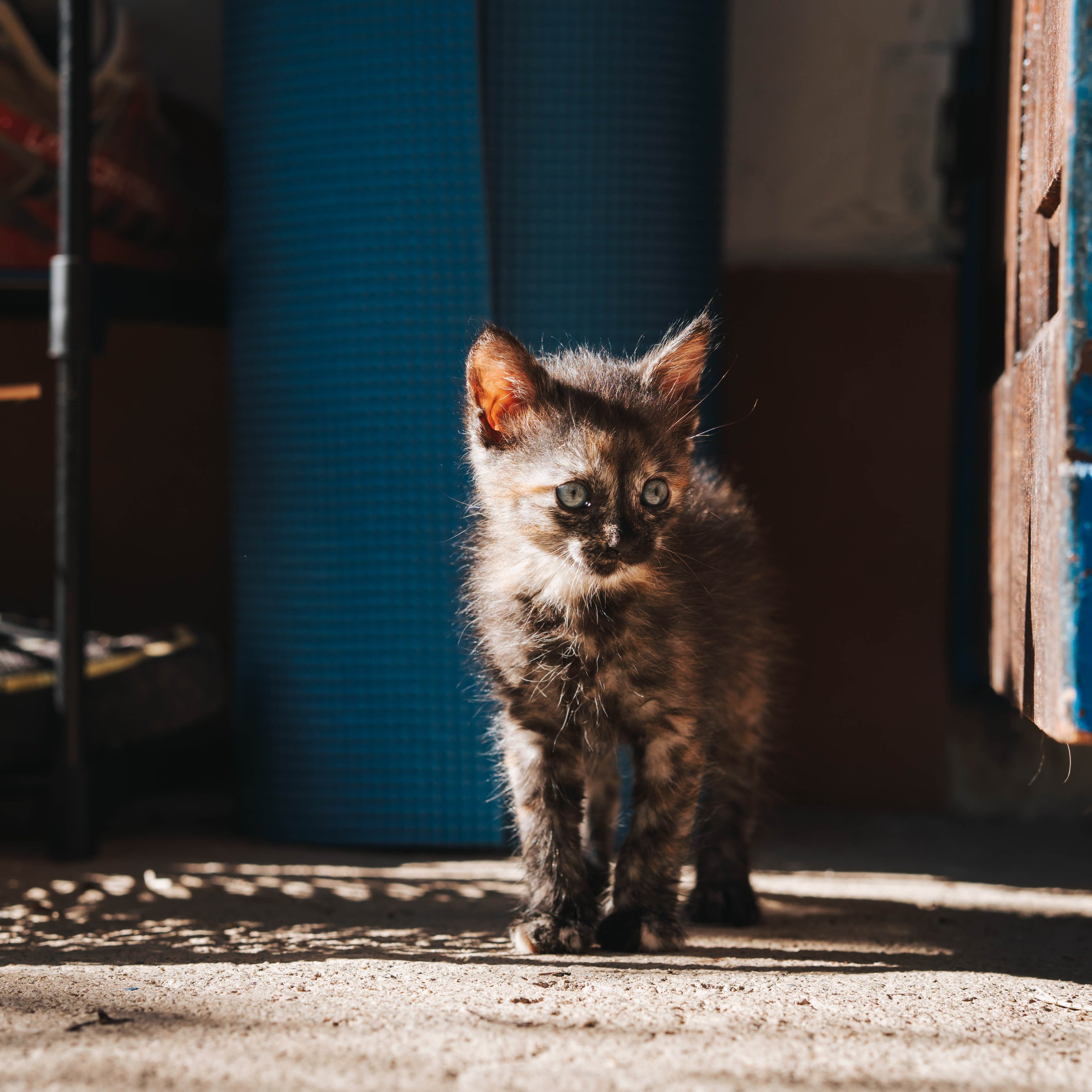 Animales. Alba del Norte Studio