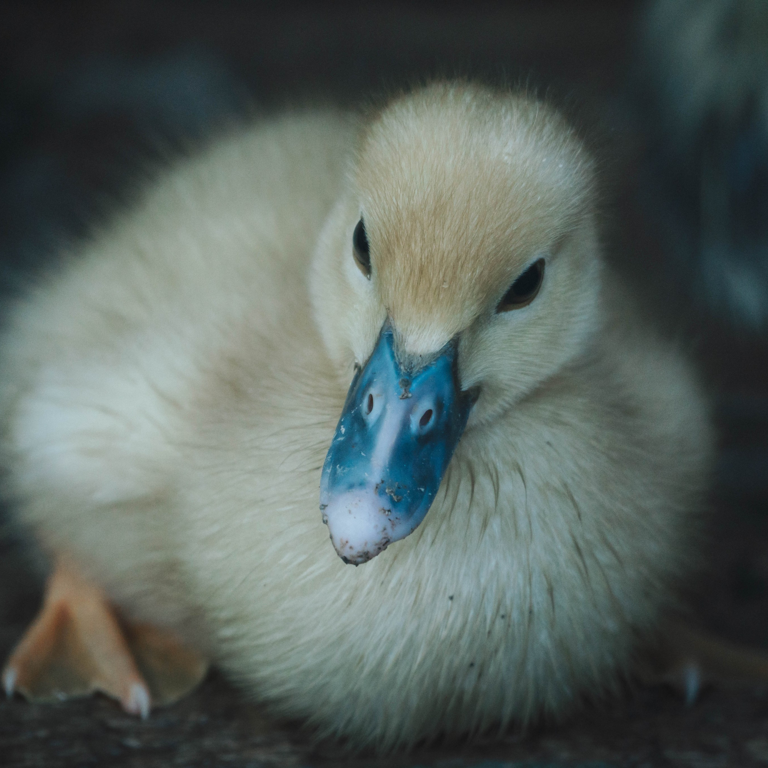 Animales. Alba del Norte Studio