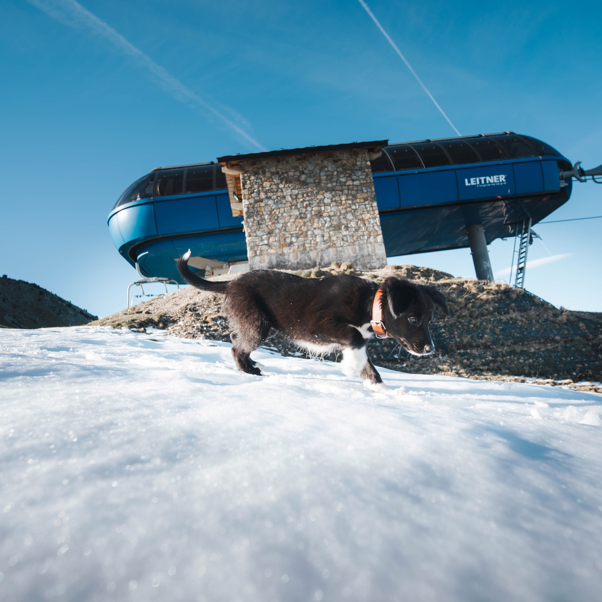 Animales. Alba del Norte Studio