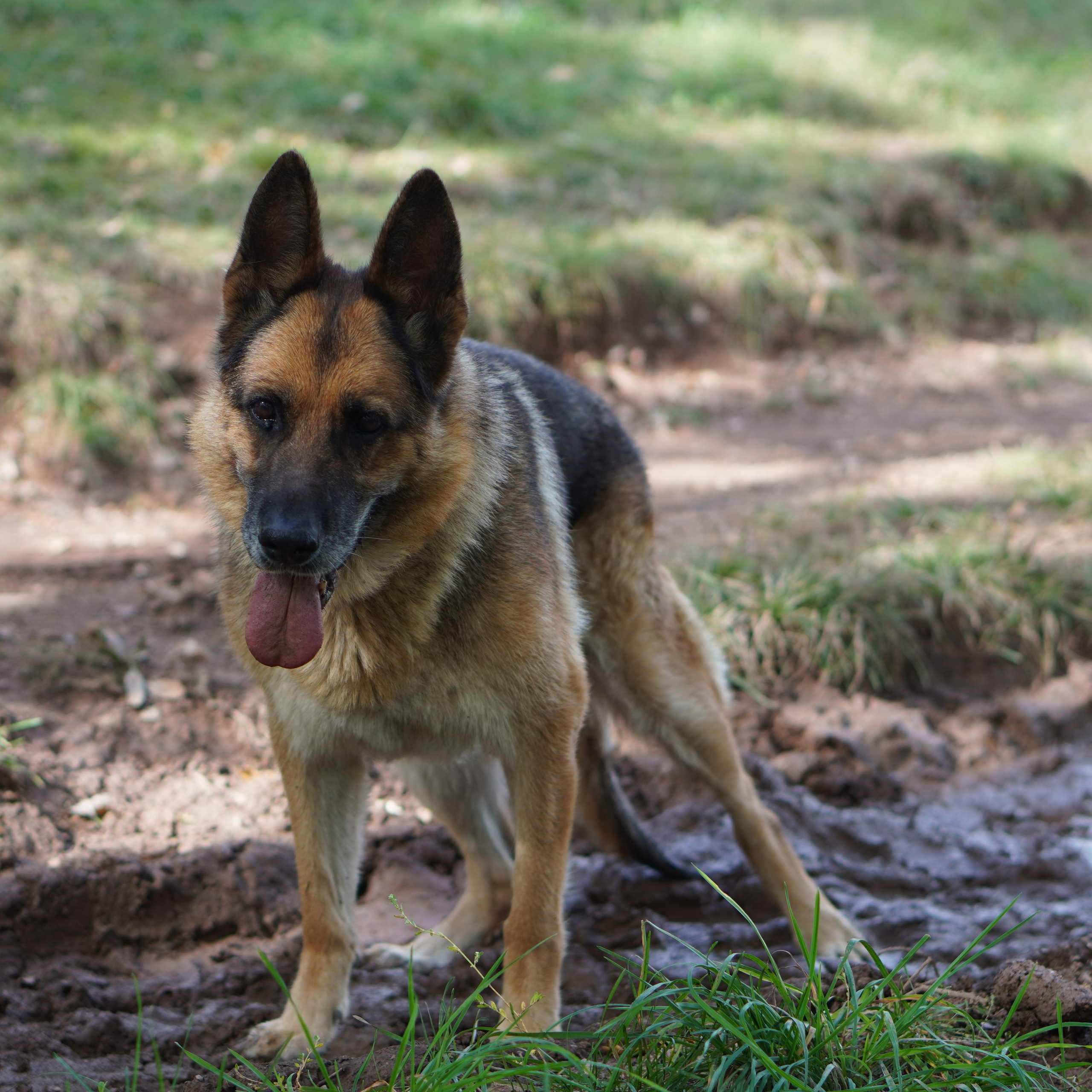 Animales. Alba del Norte Studio