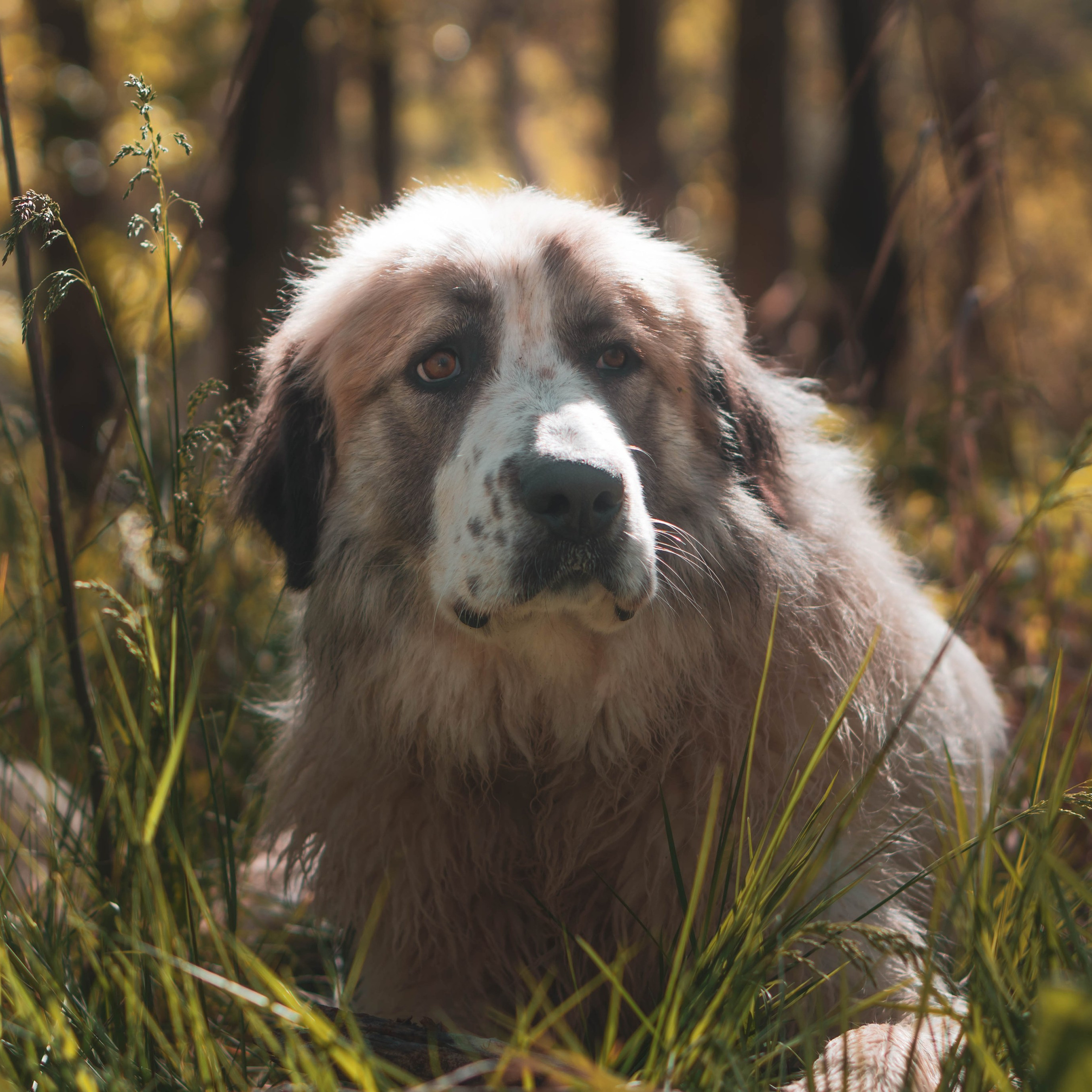 Animales. Alba del Norte Studio