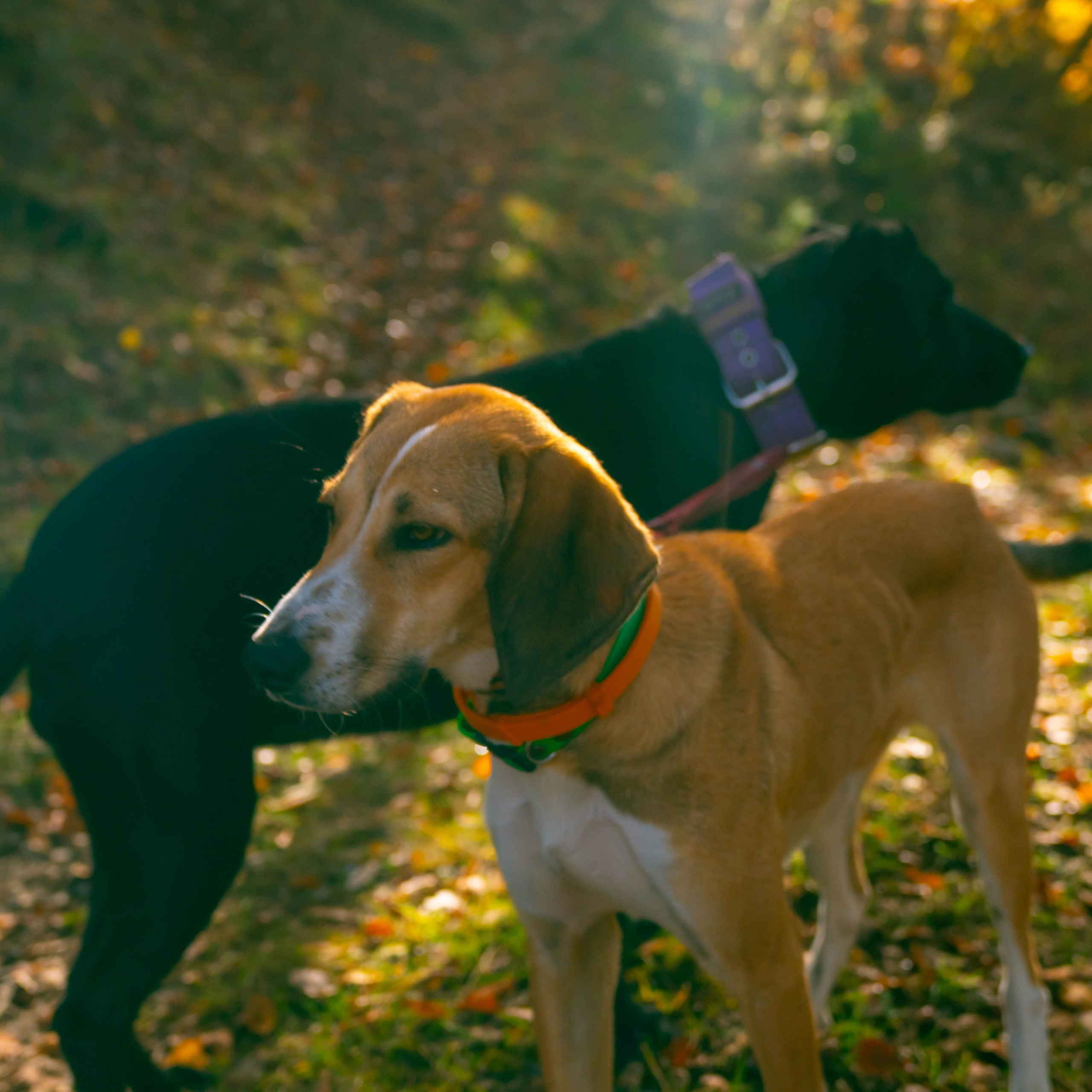 Animales. Alba del Norte Studio