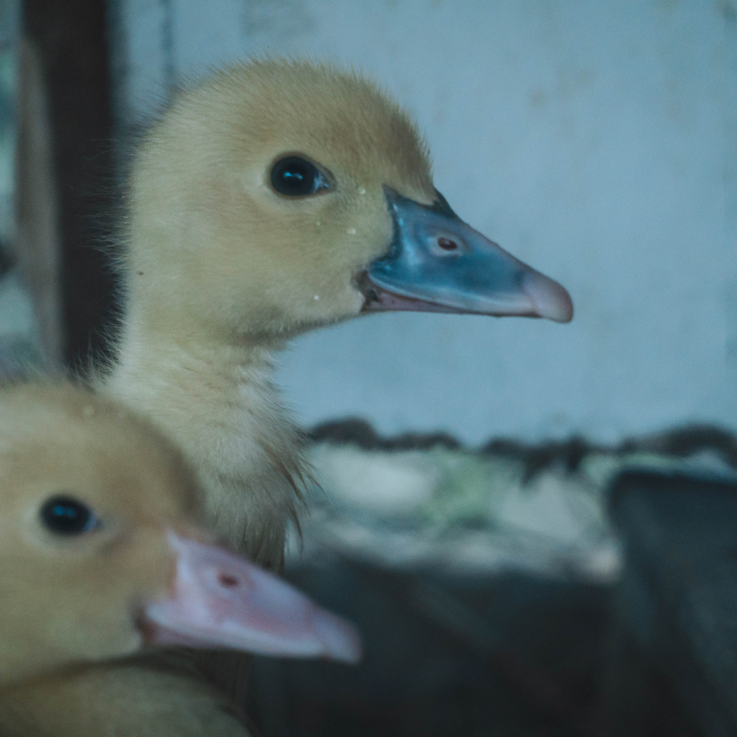 Animales. Alba del Norte Studio